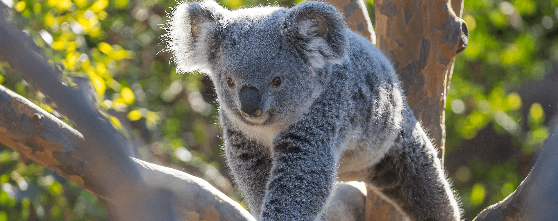 young koala on a branch