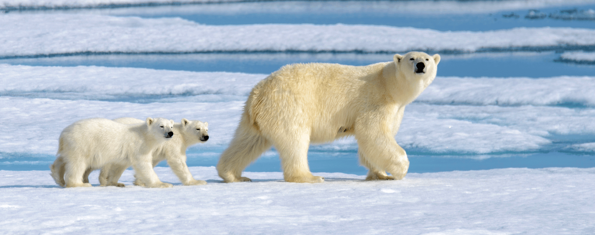 polar bear mom and cub on ice