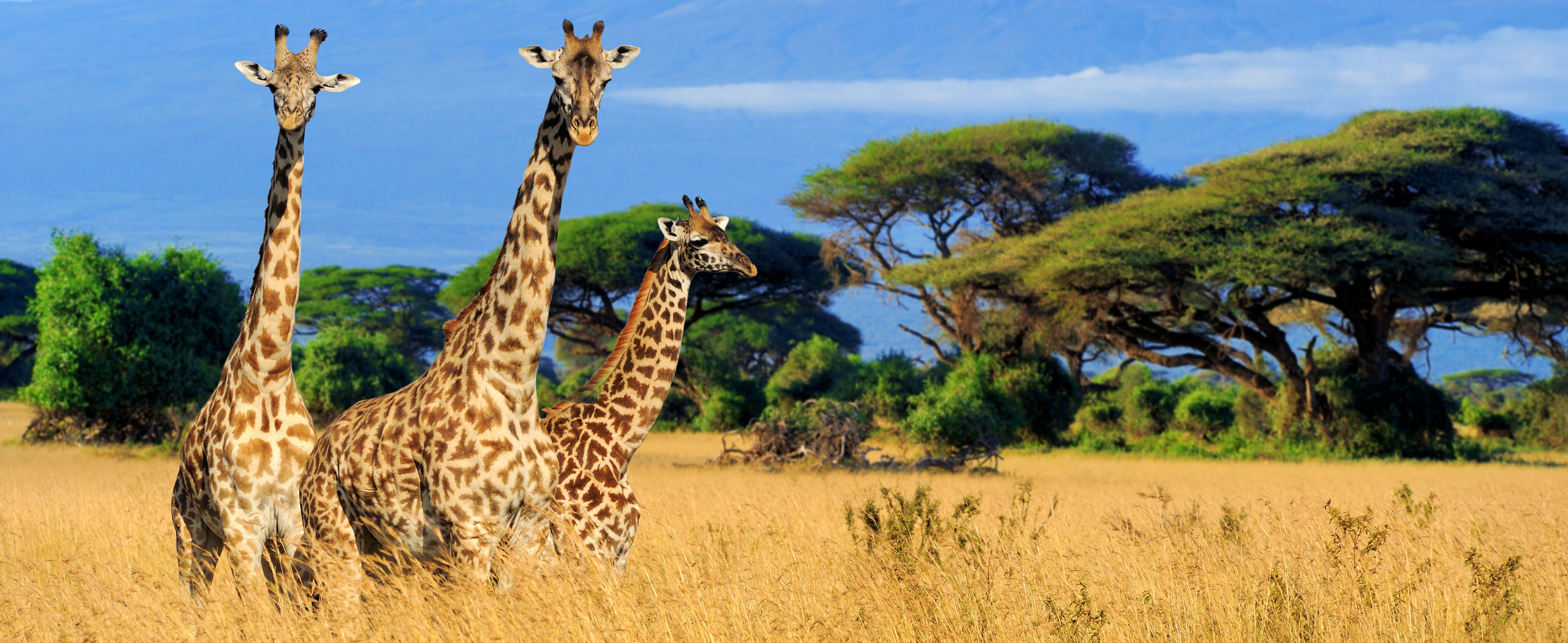 SDZWA Endangered Species Day May 20 Giraffes