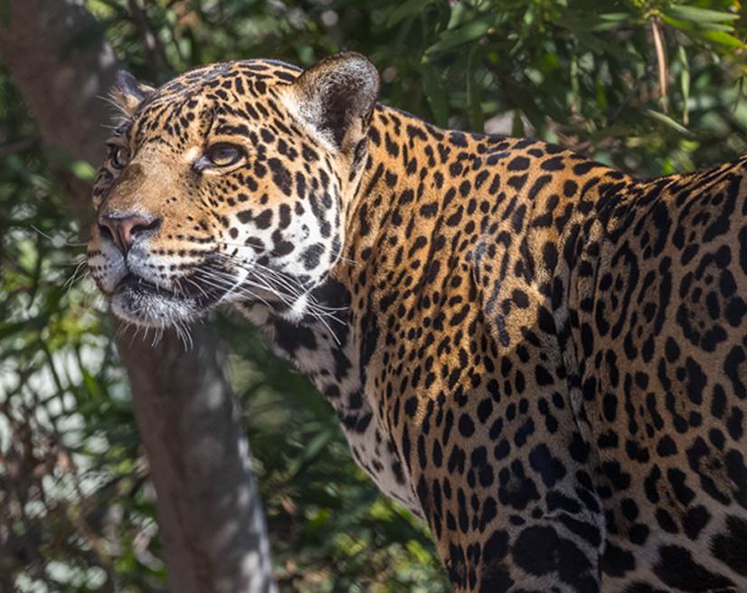 jaguar