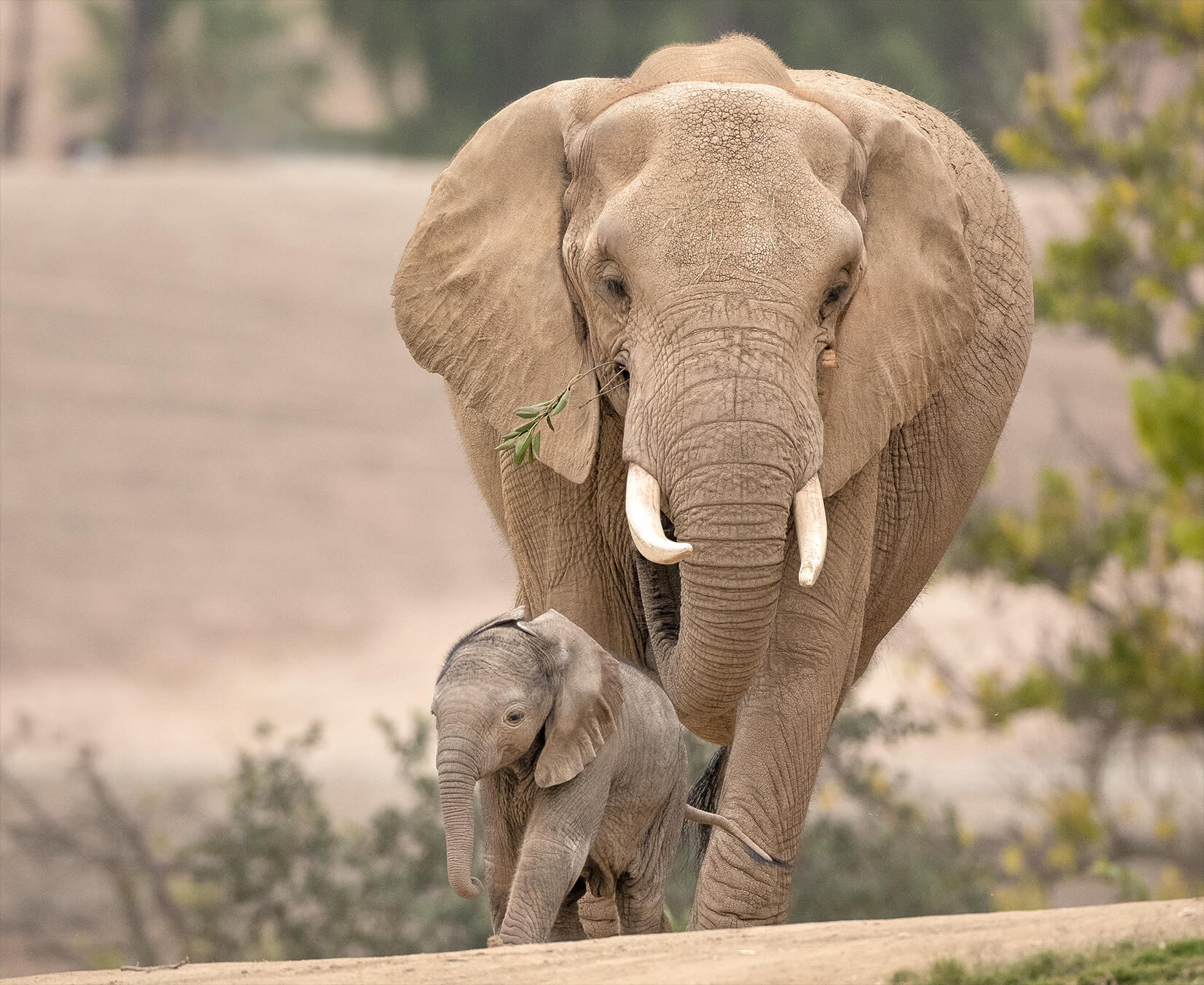 elephants