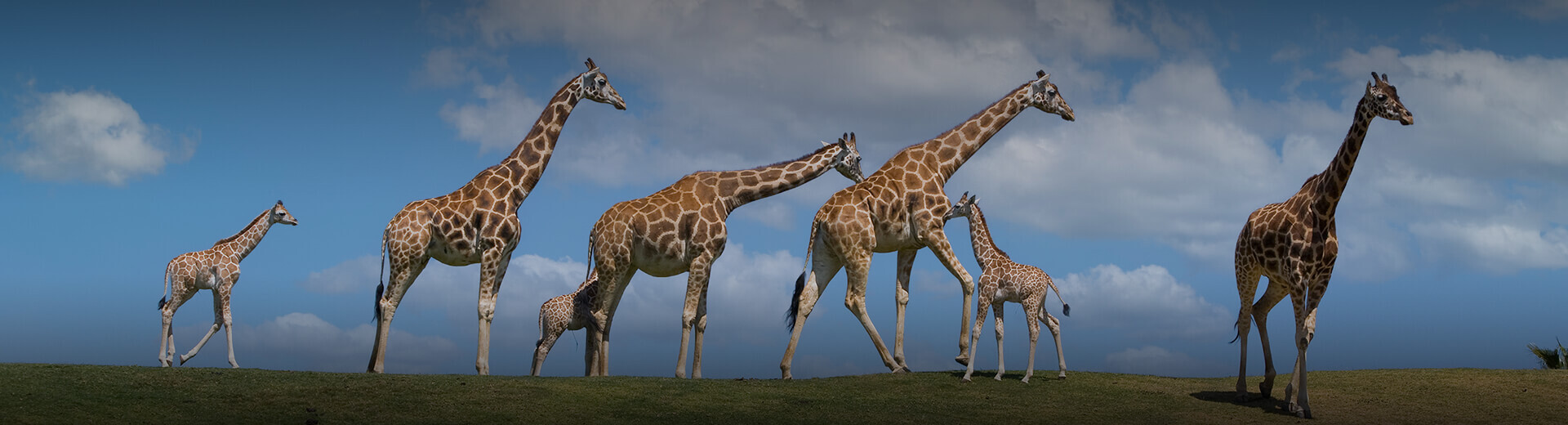 Giraffes at the Safari Park