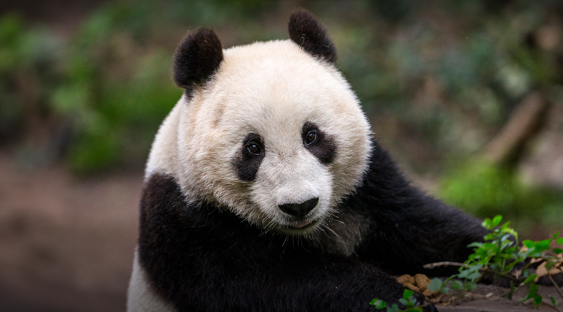 giant panda