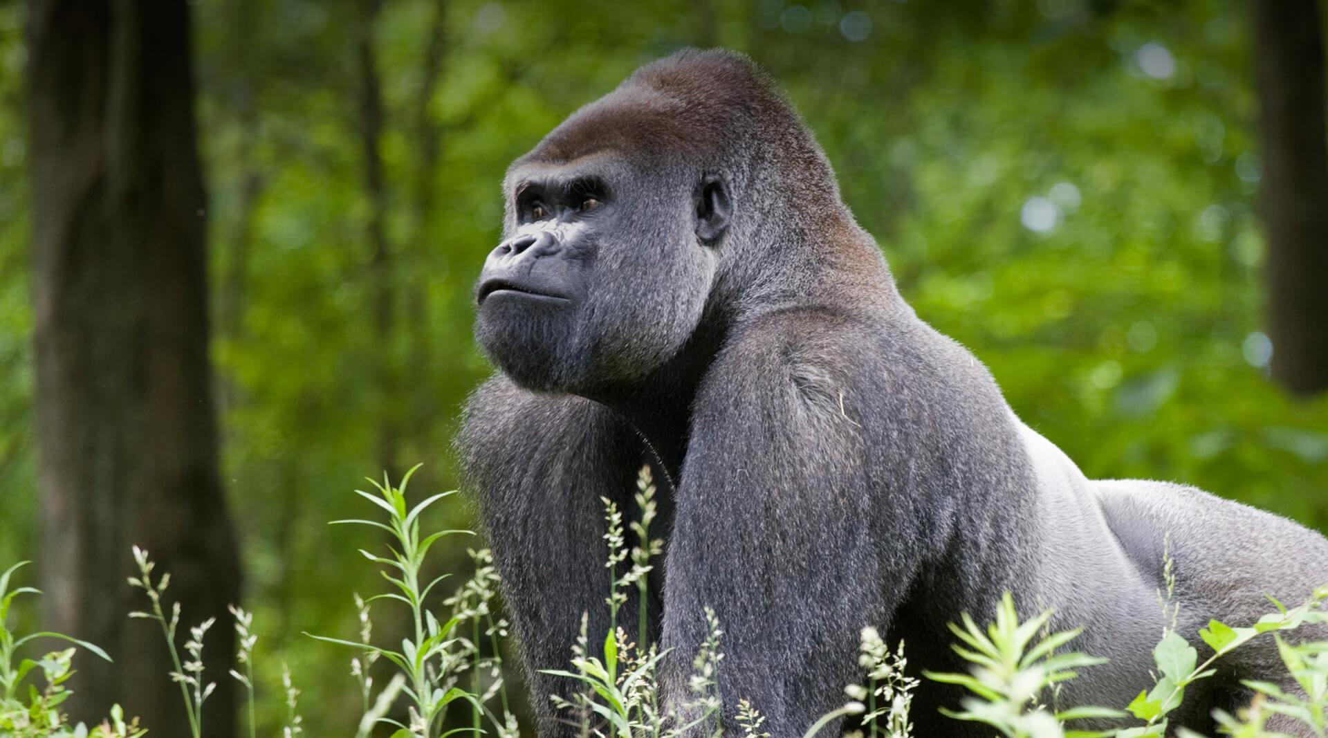 Gorilla | San Diego Zoo Wildlife Alliance