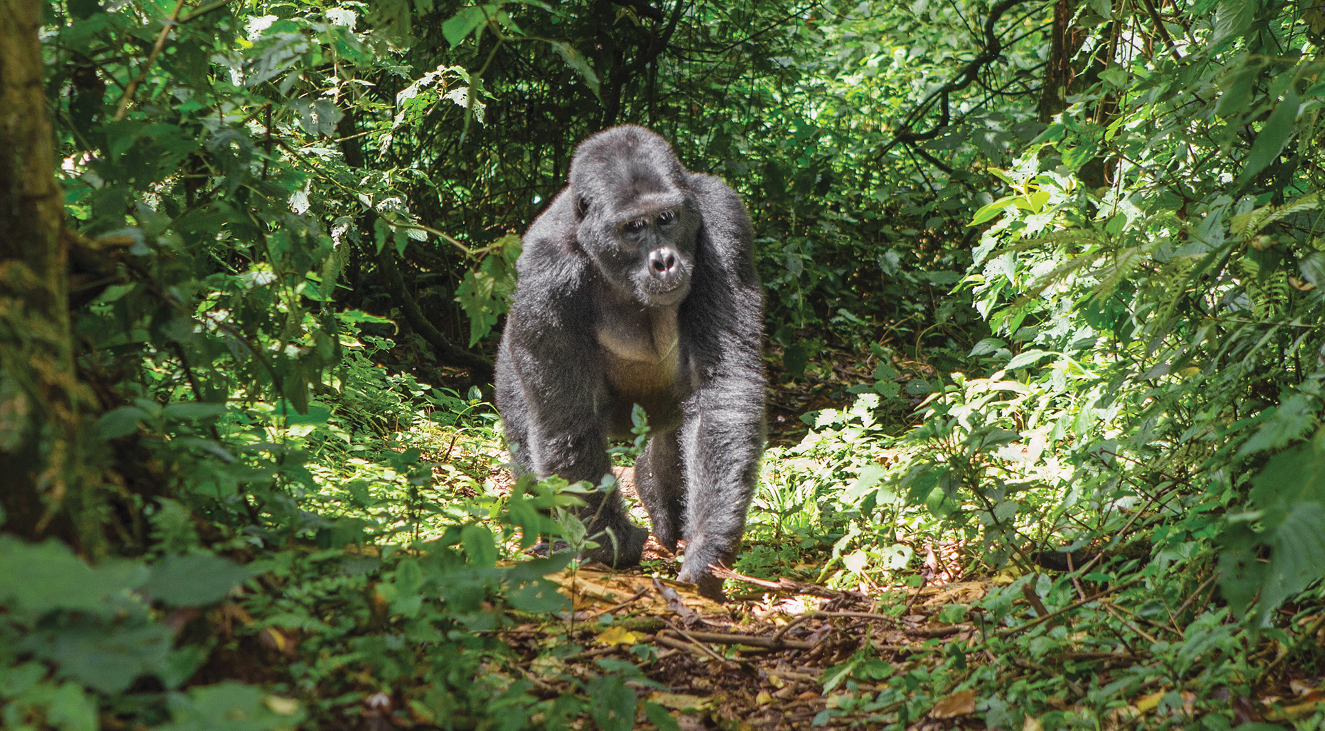 Image of single gorilla walking through the forest