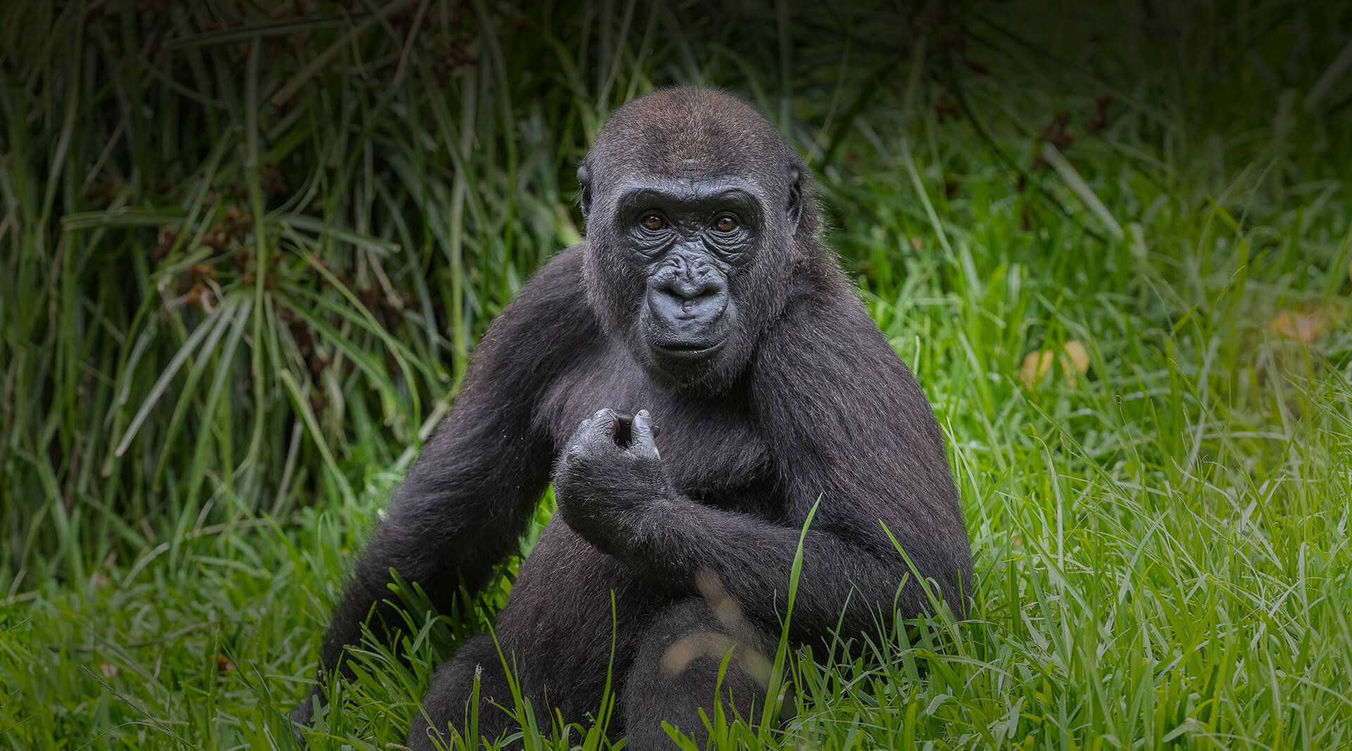 Gorilla | San Diego Zoo Wildlife Alliance