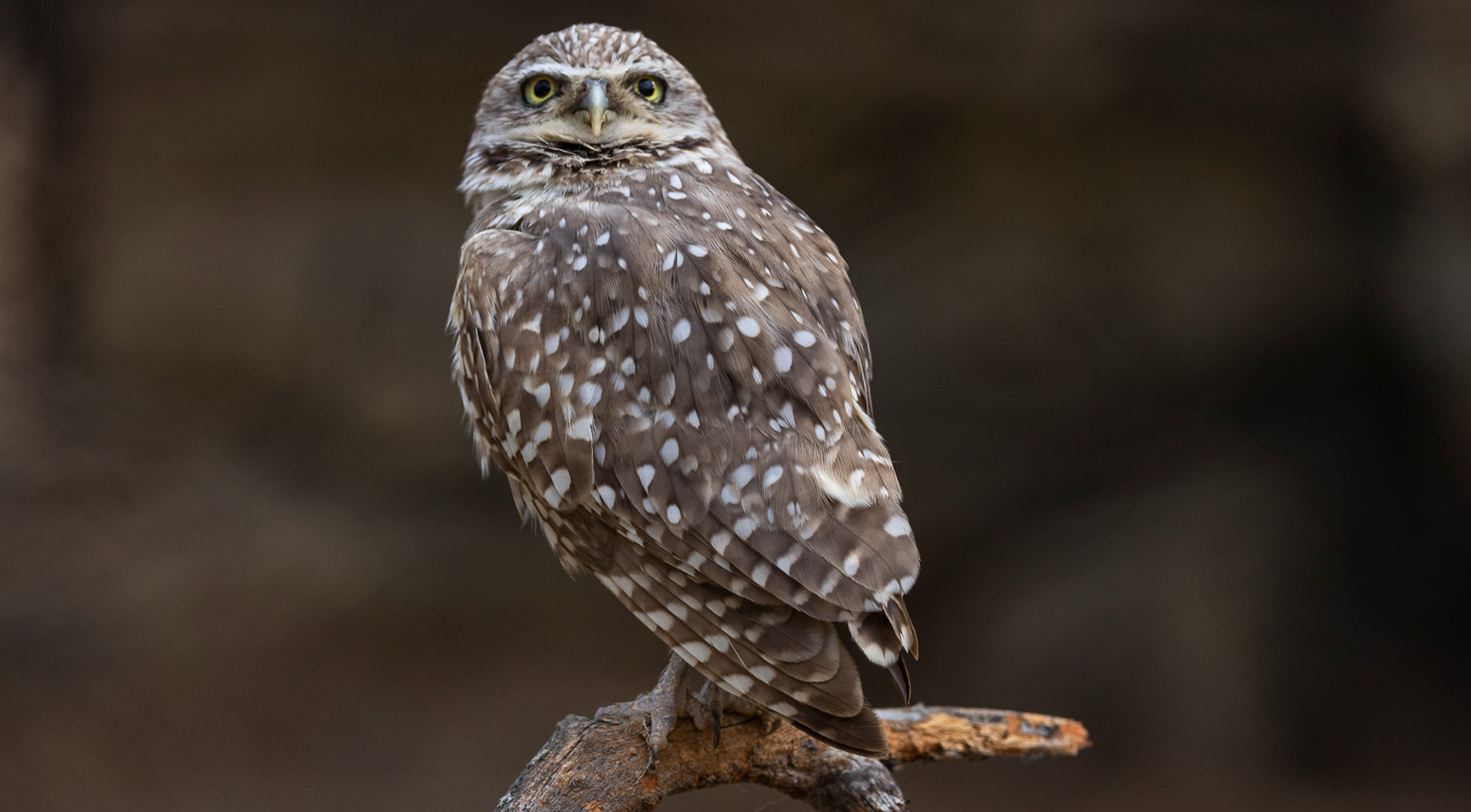 Southwestern Burrowing Owl Perched on a Branch Looking at Viewer