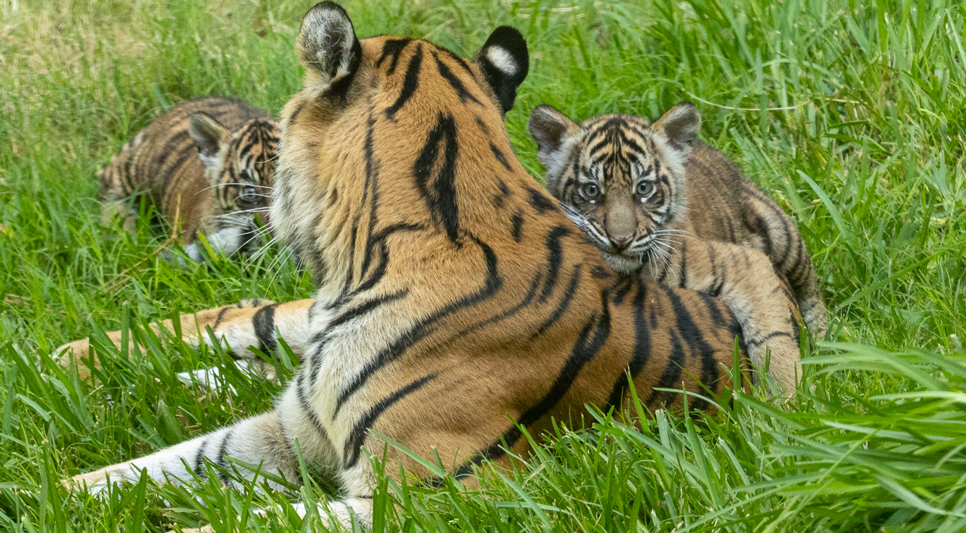 Two tiger cubs and their mother play in a field of grass.