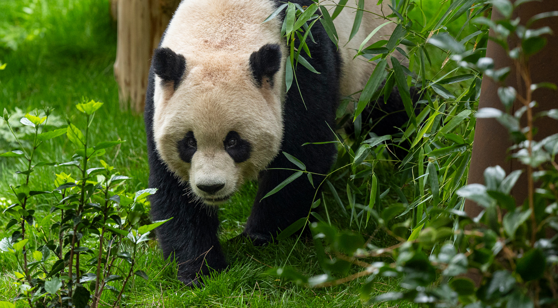 A giant panda walking forward in a forest surrounded by lush green plants.