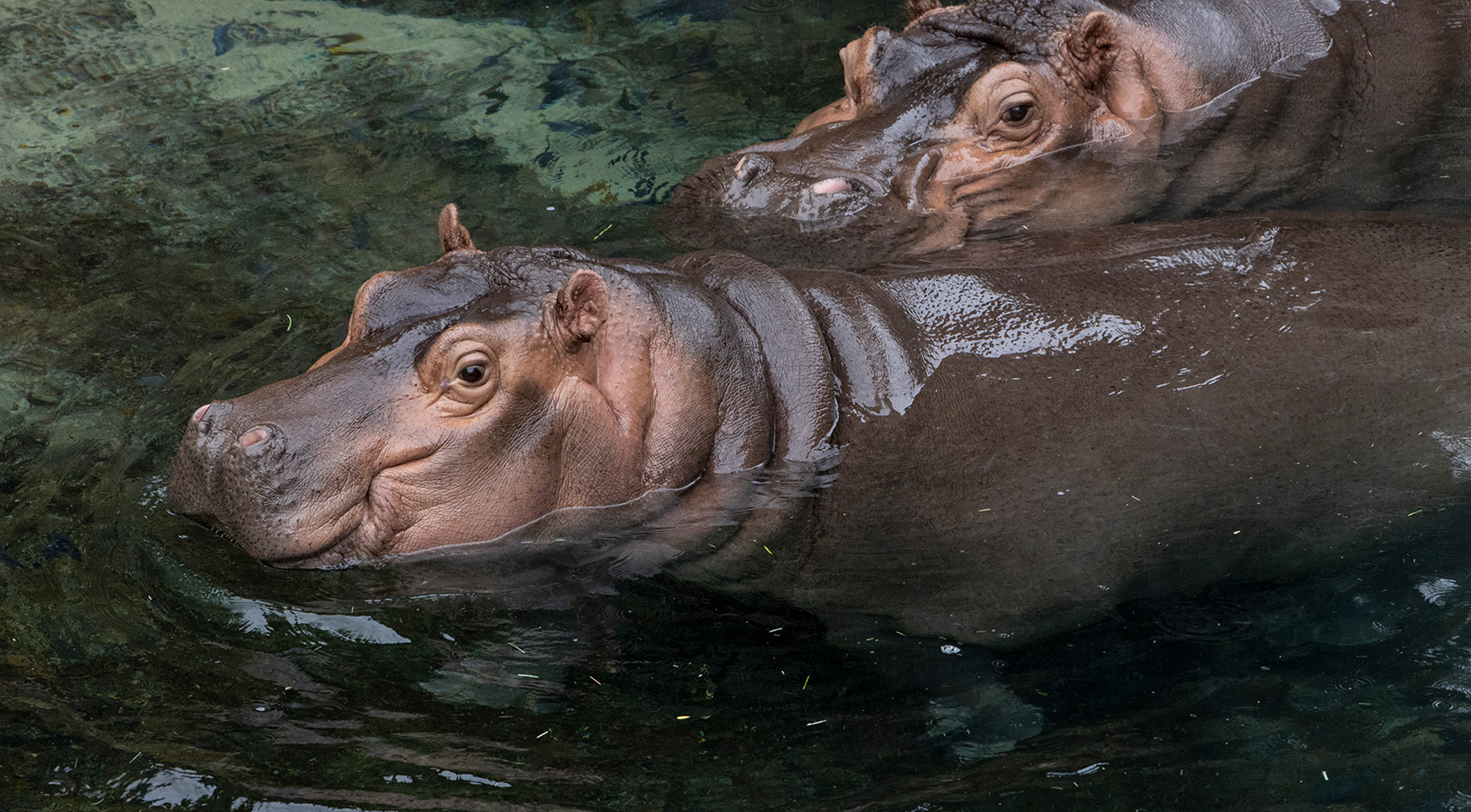 Two hippos swimming in the water just barely breaking the surface.