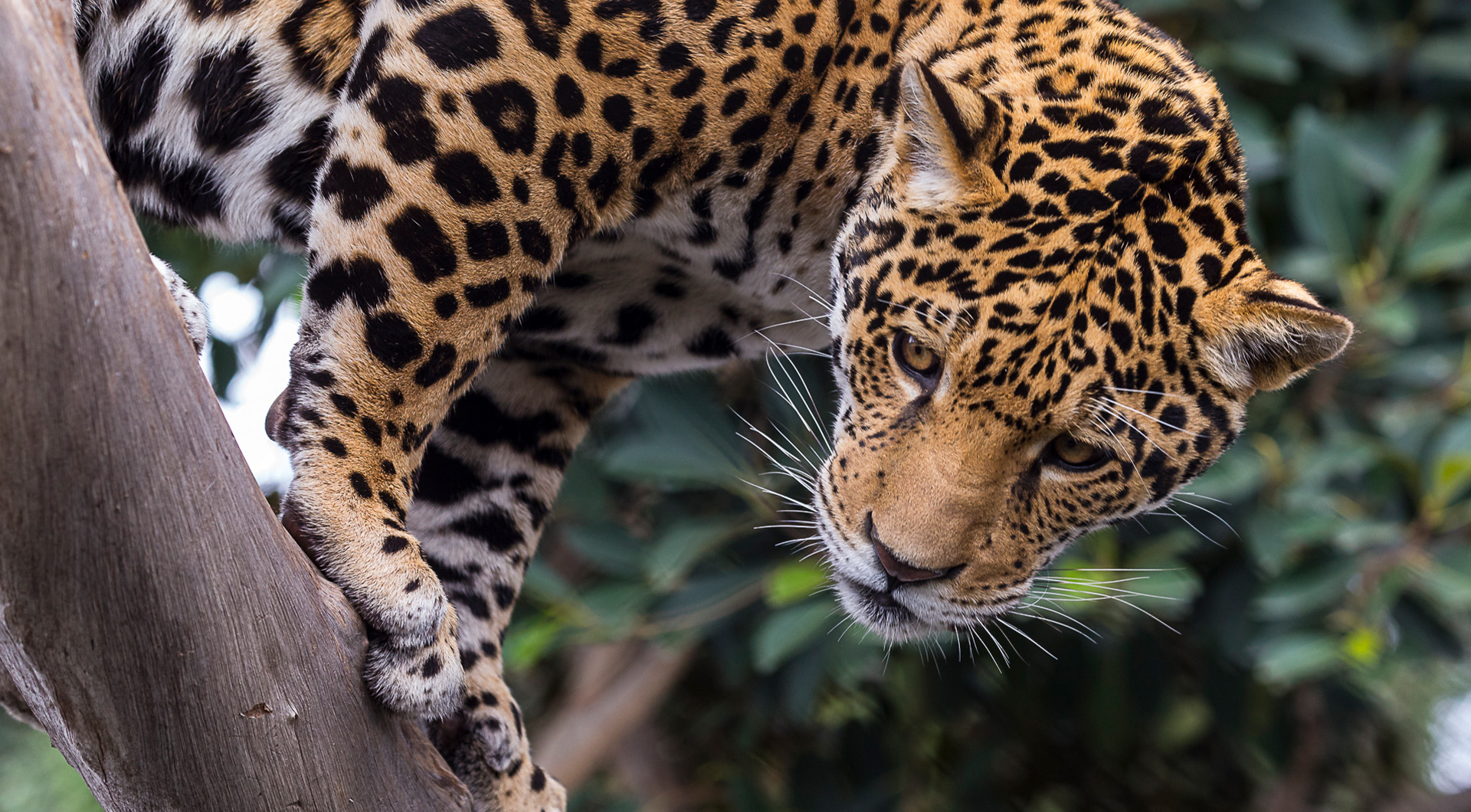 Image of jaguar in a tree branch leaning over and looking to the left