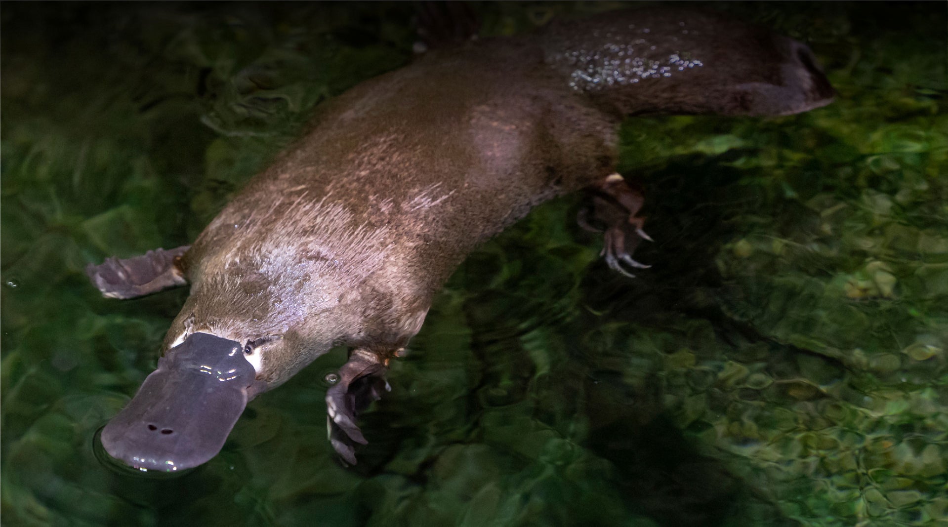 Male Platypus