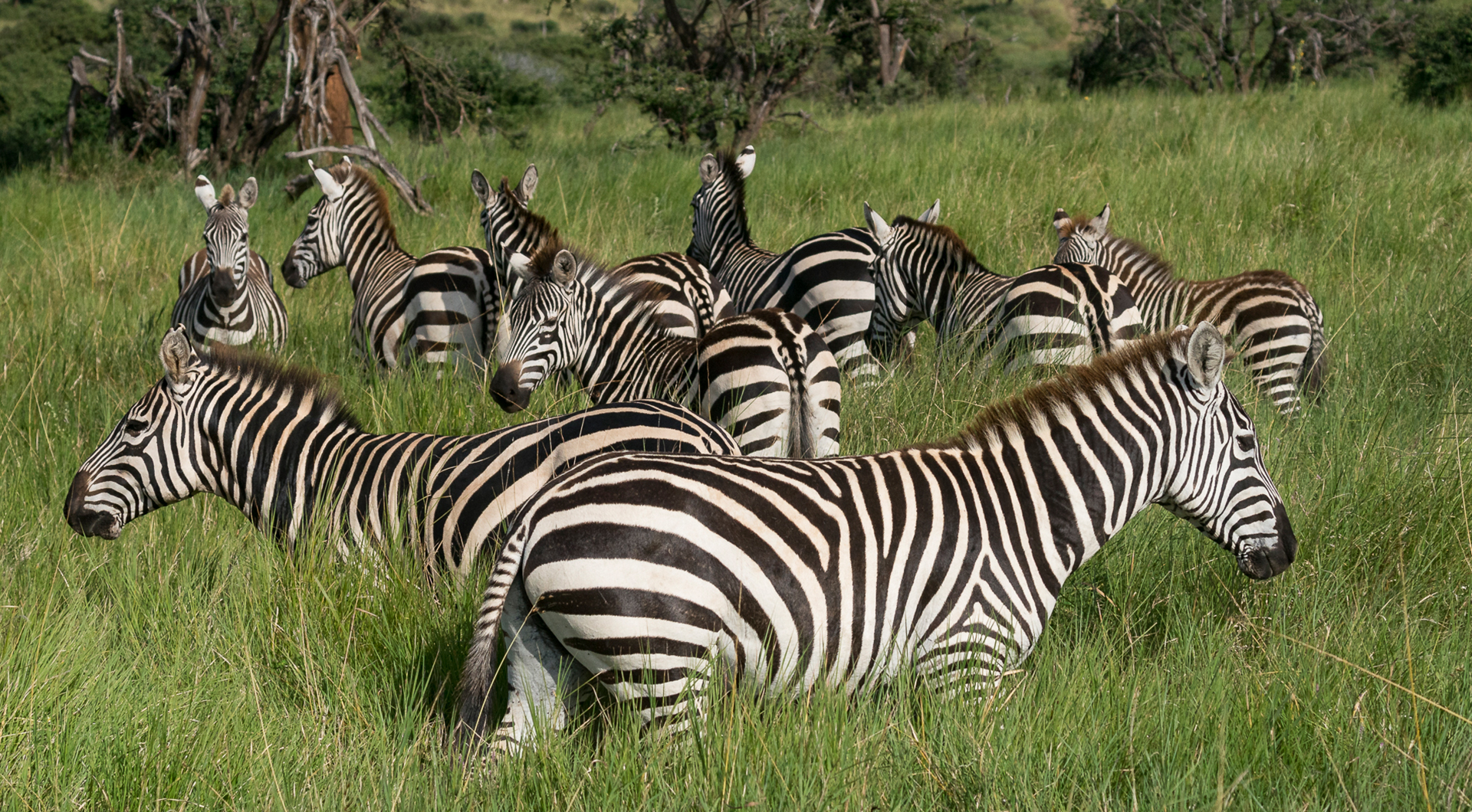 A heard of zebras standing in tall grass