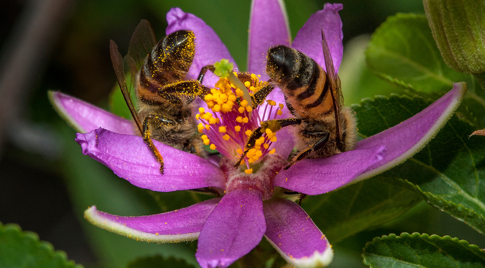 Two bees pollinating a large purple flower