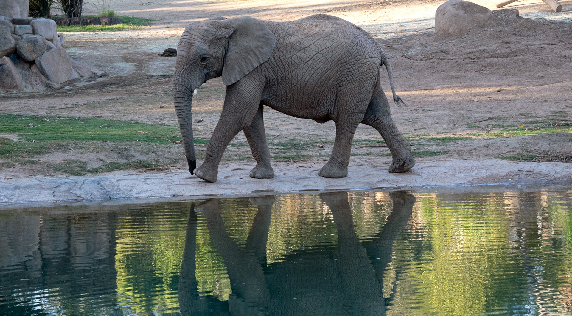 An African elephant walks along the edge of some water, with its reflection in the water