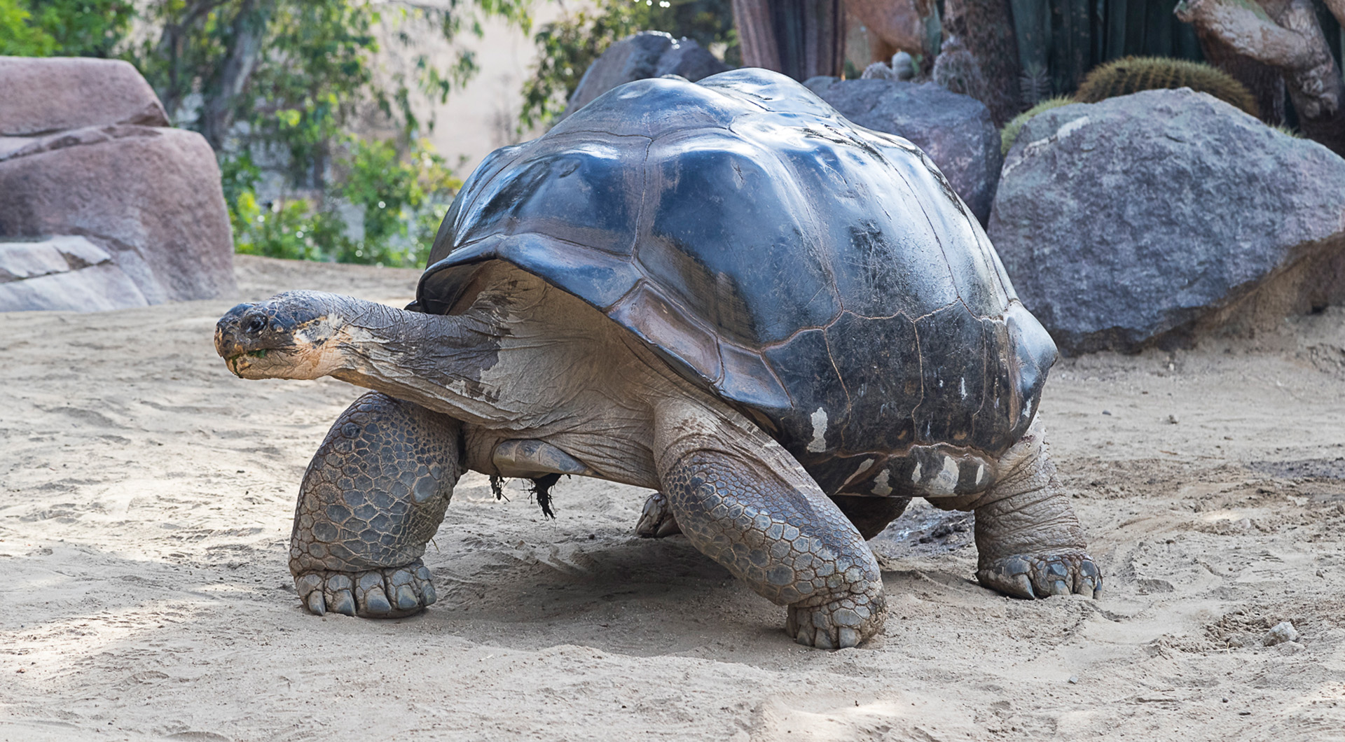 A Galapagos Giant Tortoise walking