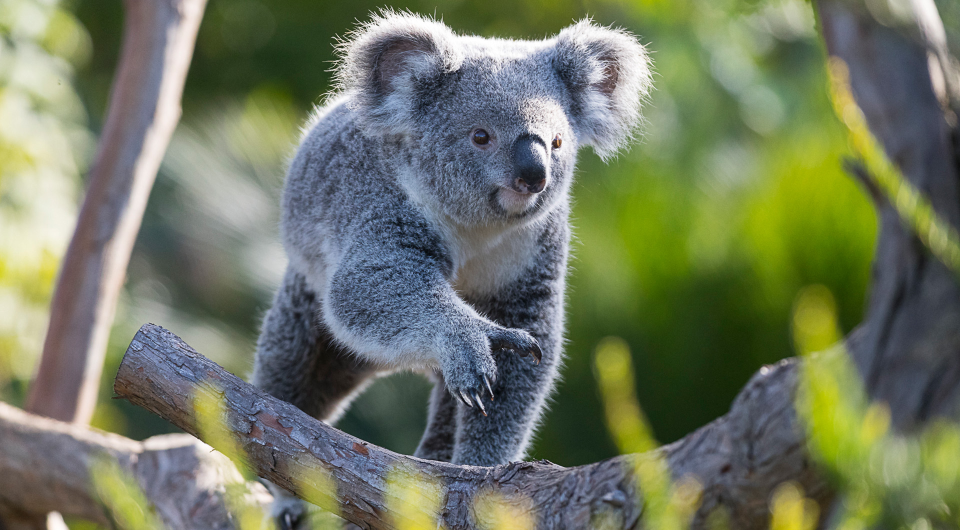 Image of a koala walking across a branch