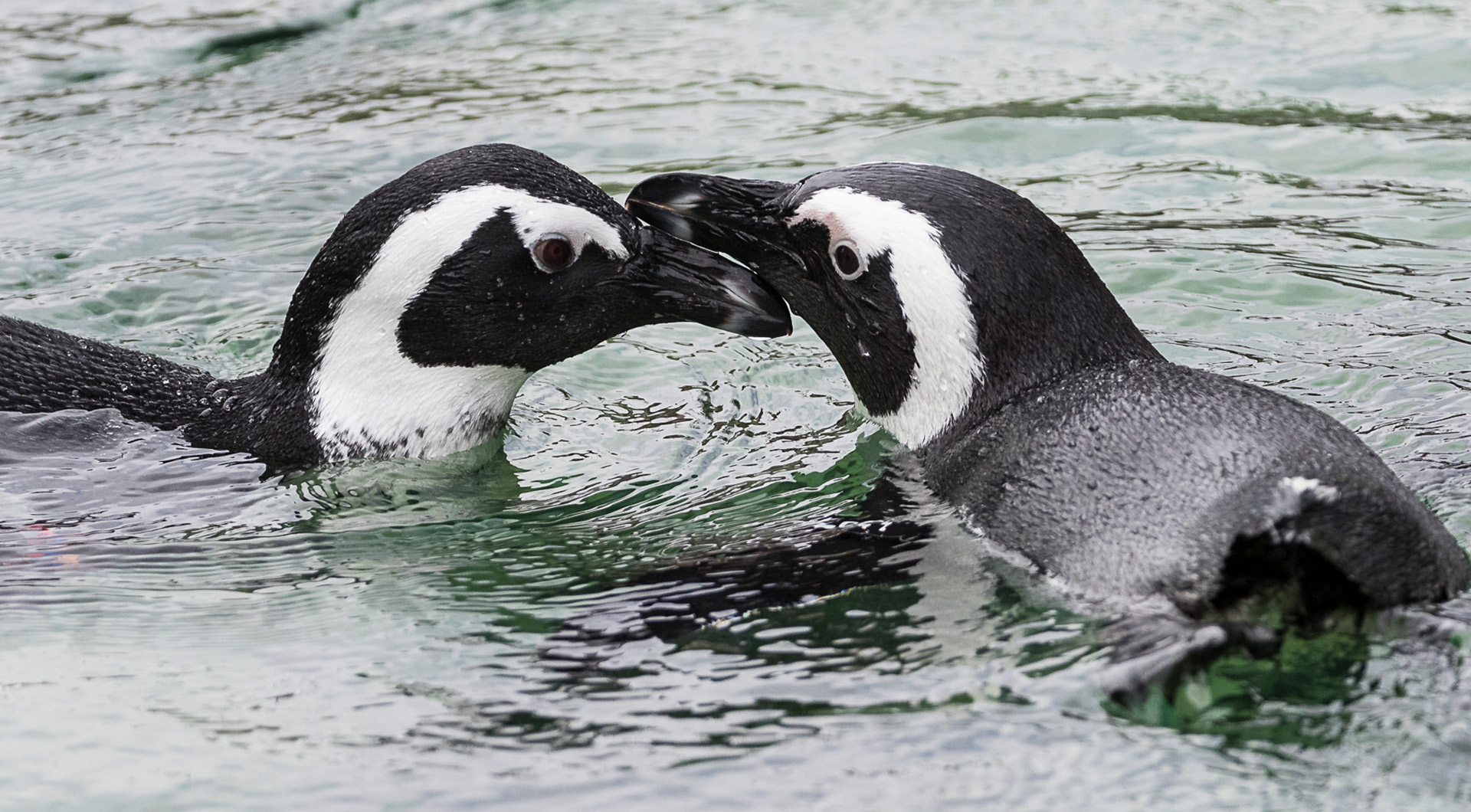 Two African penguins facing each other with beaks touching, swimming in water.