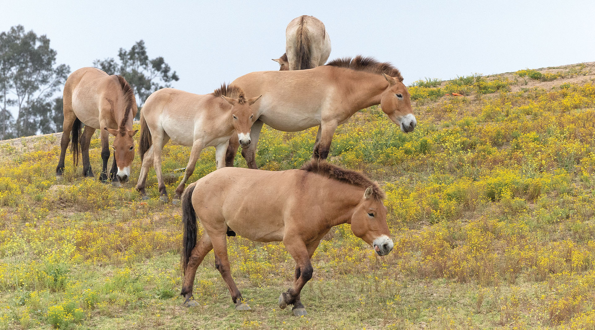 A group of Przewalski's horses