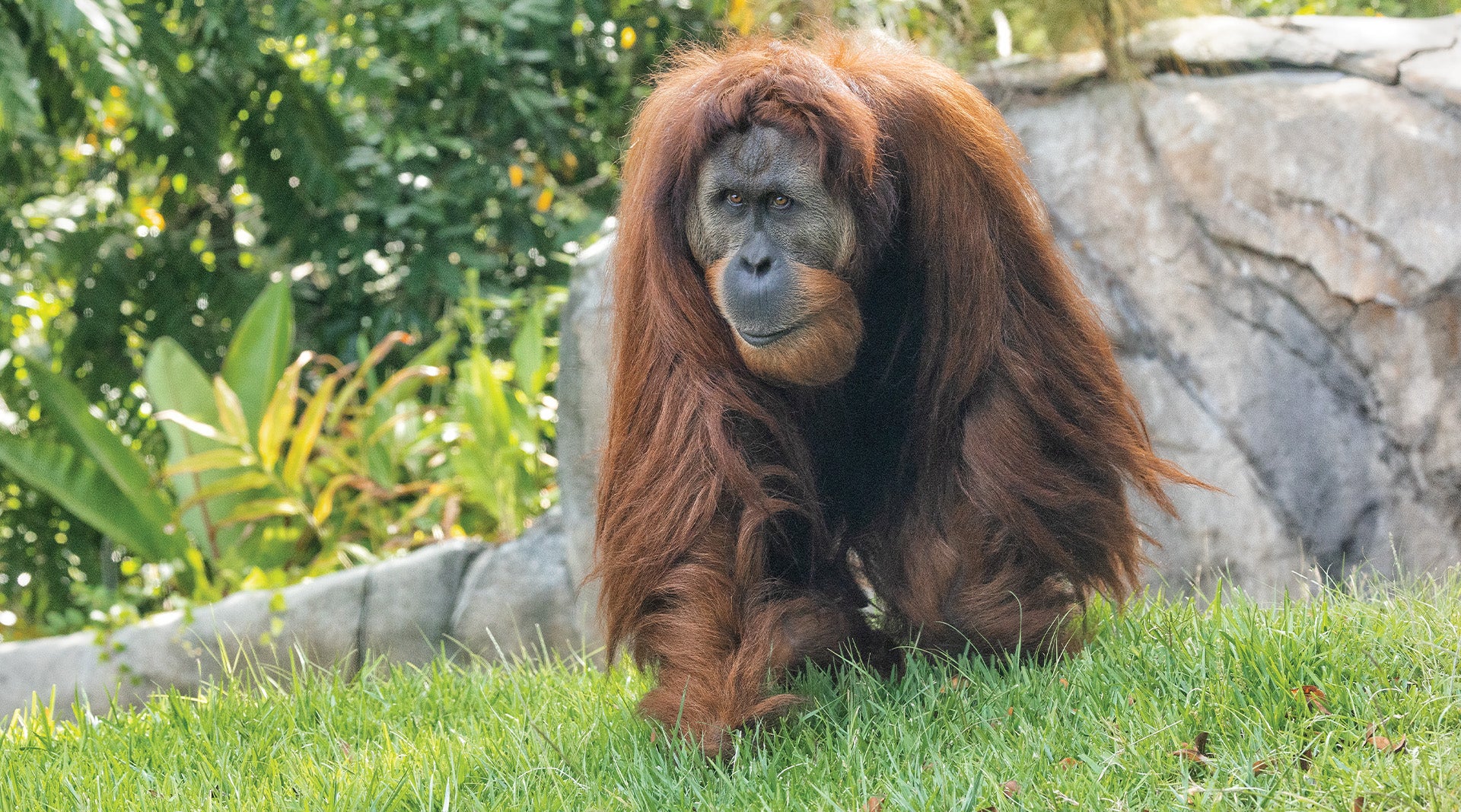 Male orangutan walking across grass