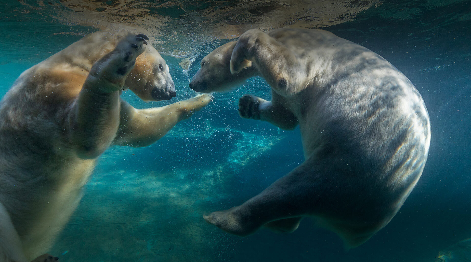 polar bears swiming in ocean