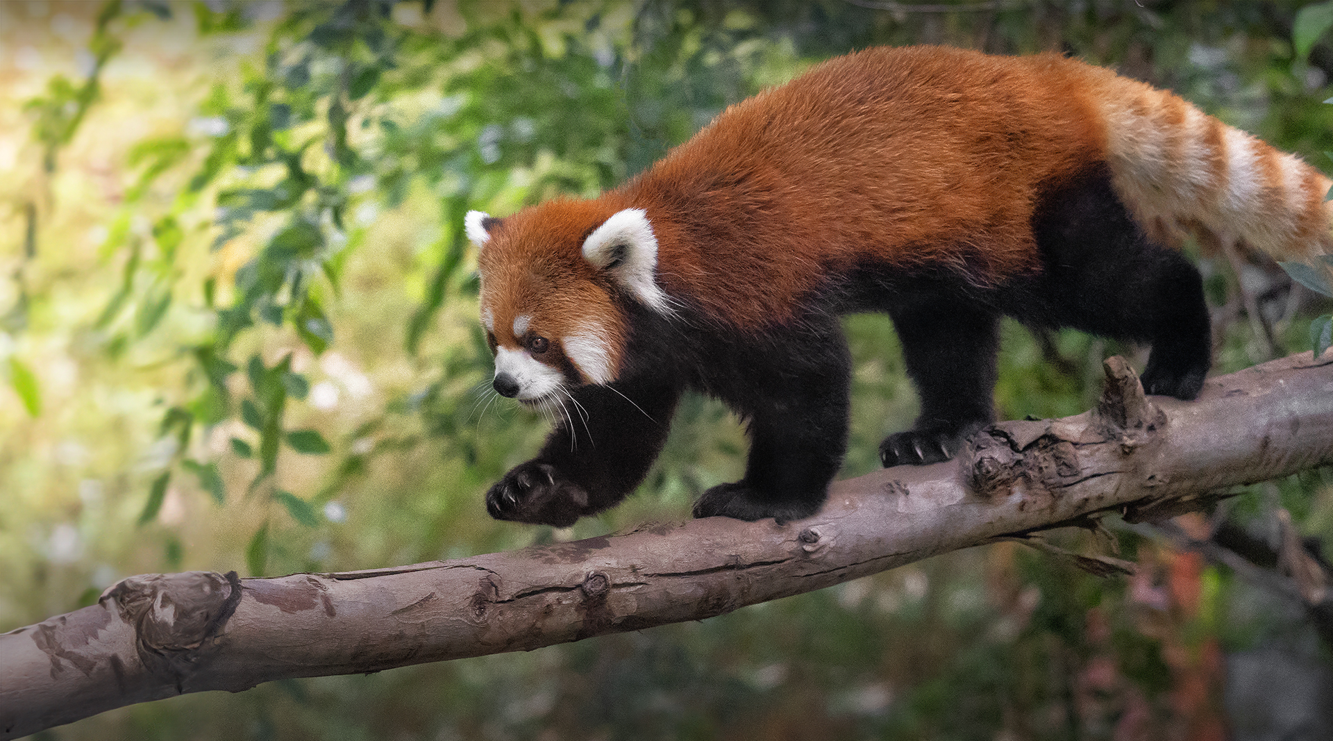 red panda walking across a branch