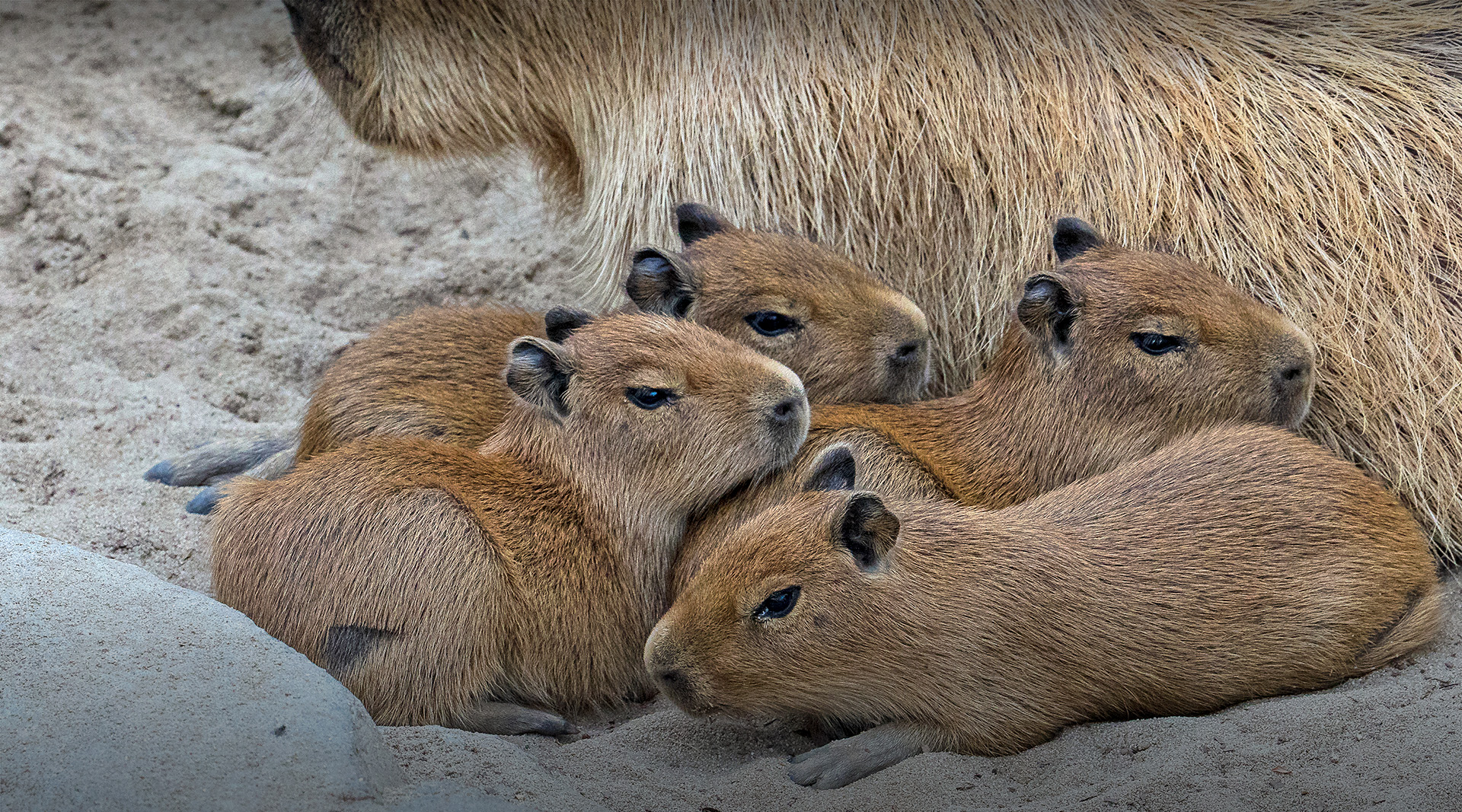 capybara babies lying against mom