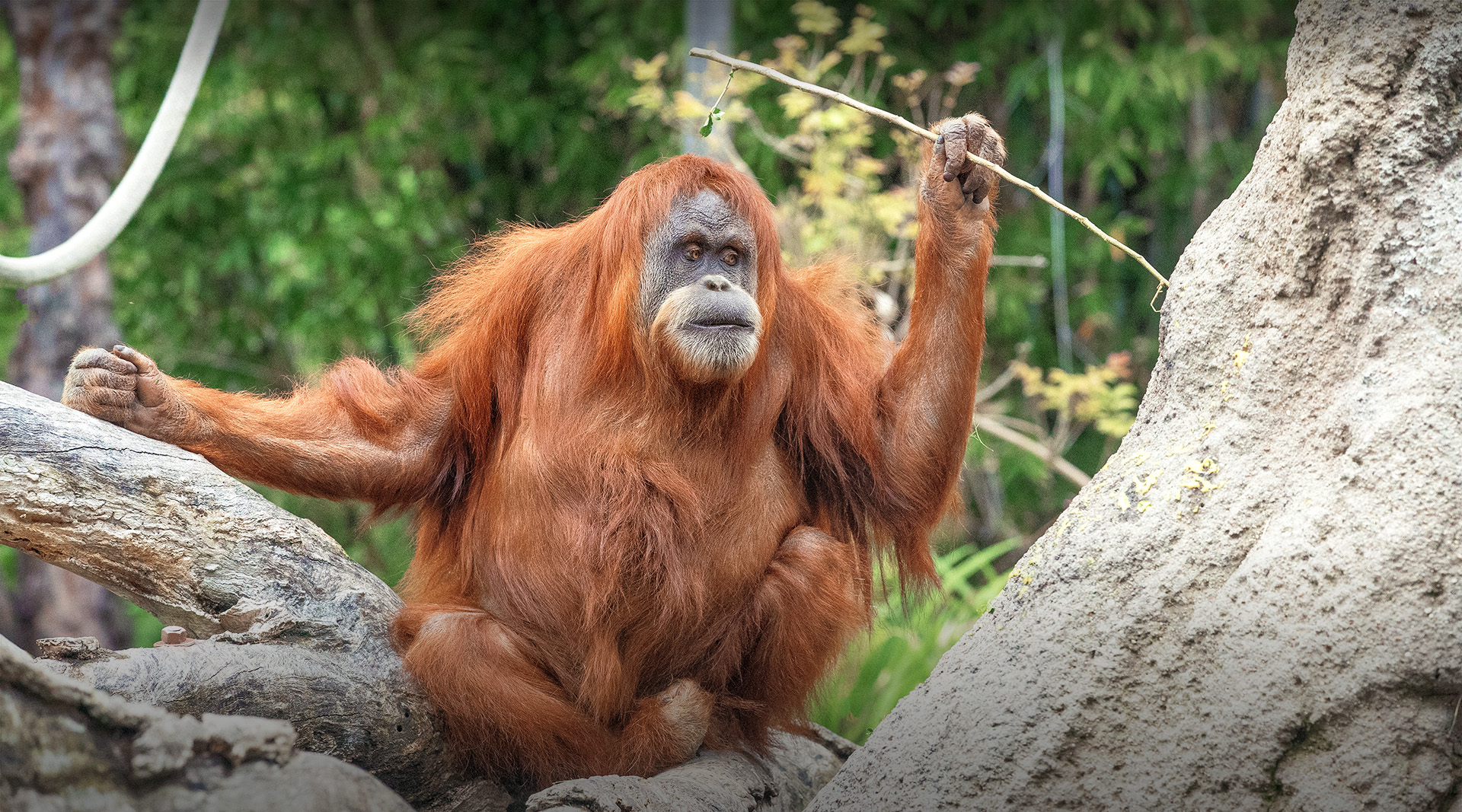 Orangutan holding a stick