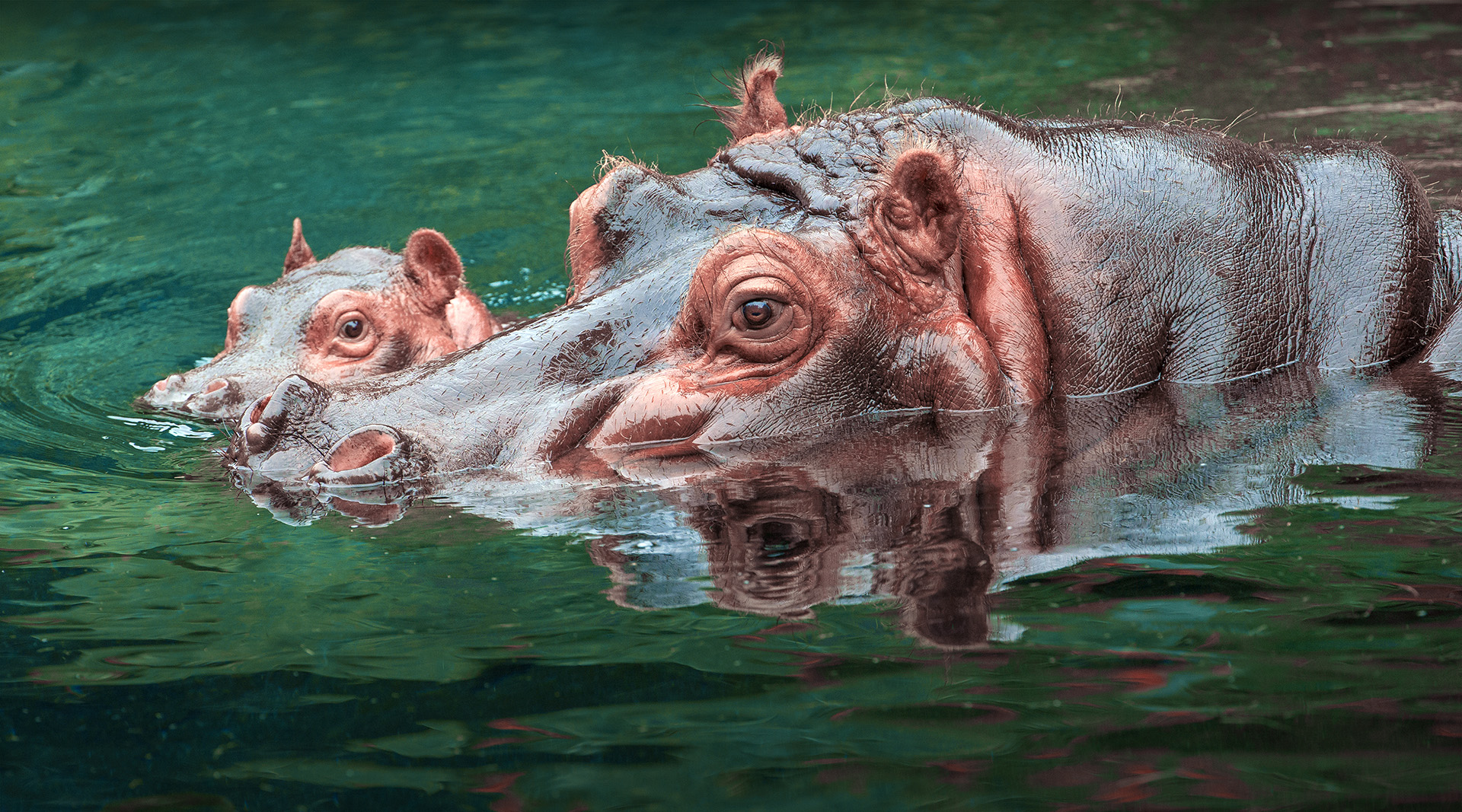 Hippopotamus mom and baby swimming