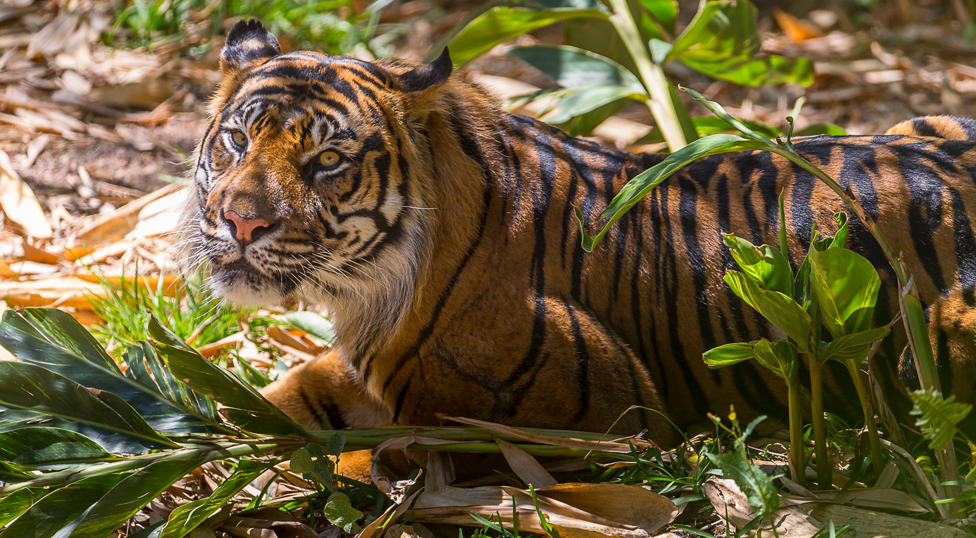 Image of a tiger laying down surrounded by leaves
