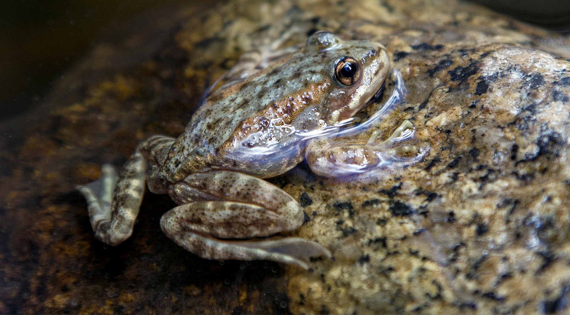 A mountain yellow-legged frog coming out of the water onto a rock
