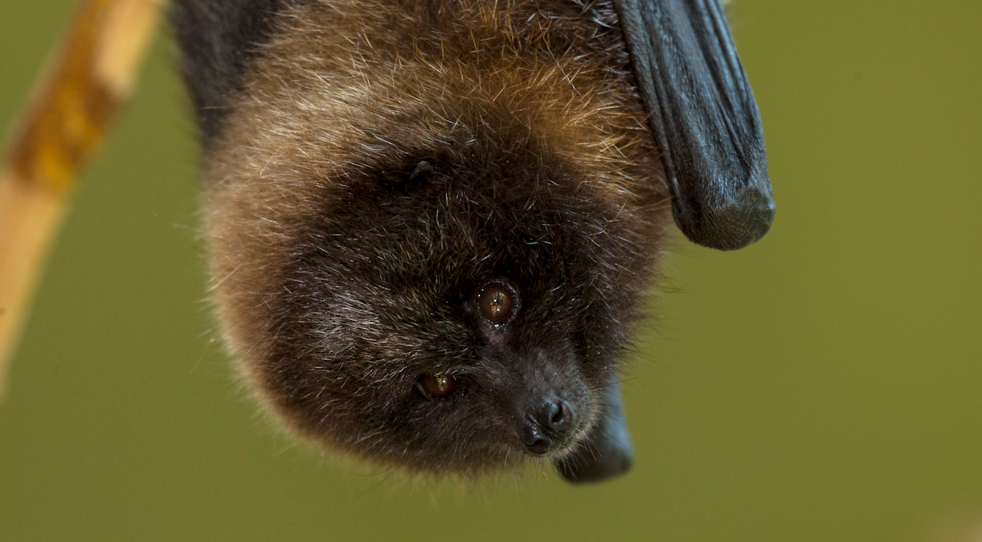 Close-up of a Rodrigues bat hanging upside down