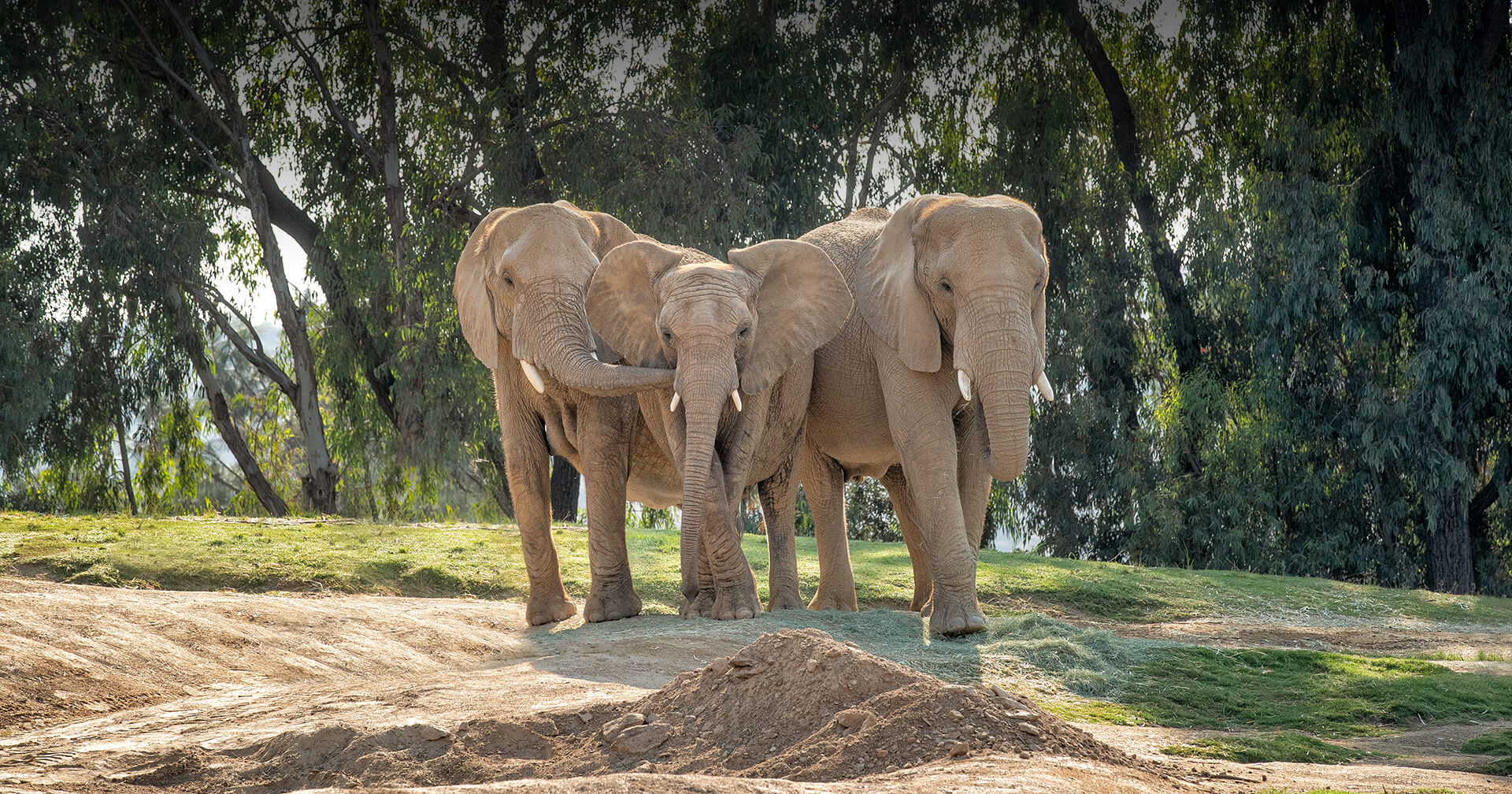 Welcome, Zuli!  San Diego Zoo Wildlife Explorers