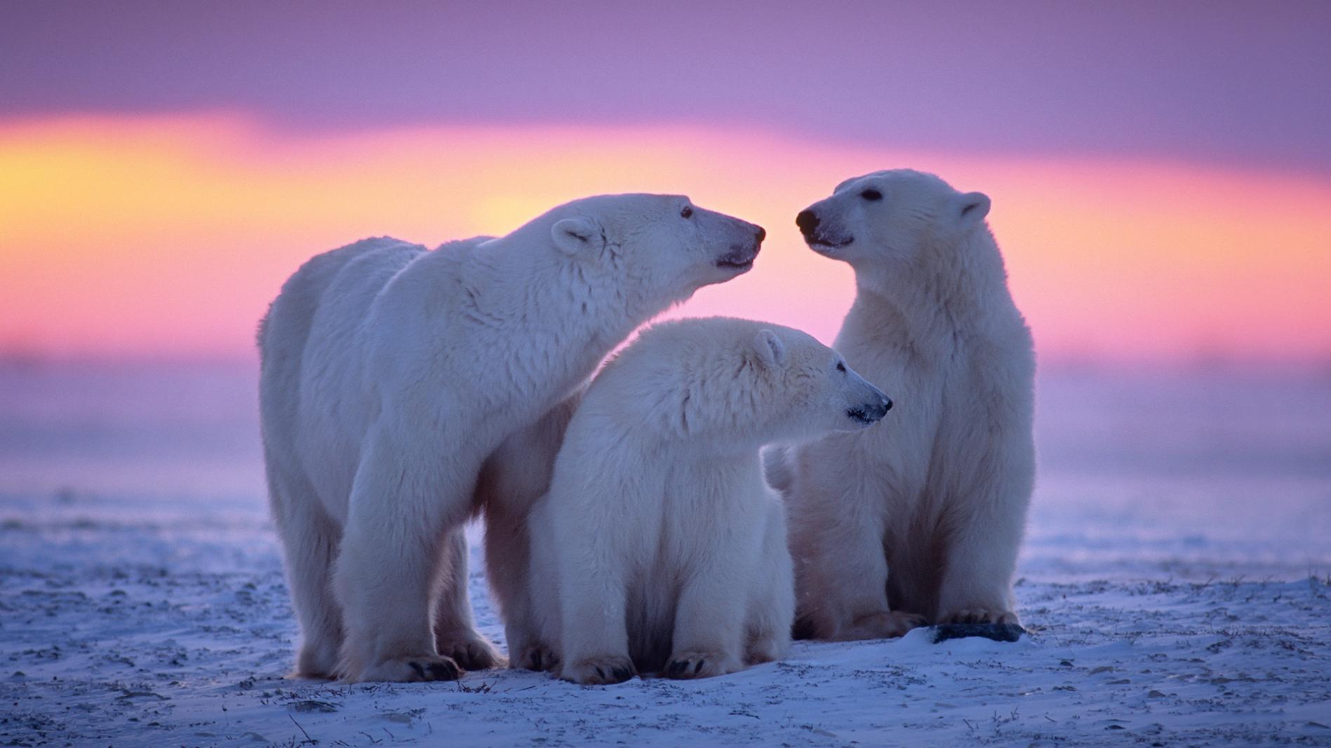 SDZWA International Polar Bear Day