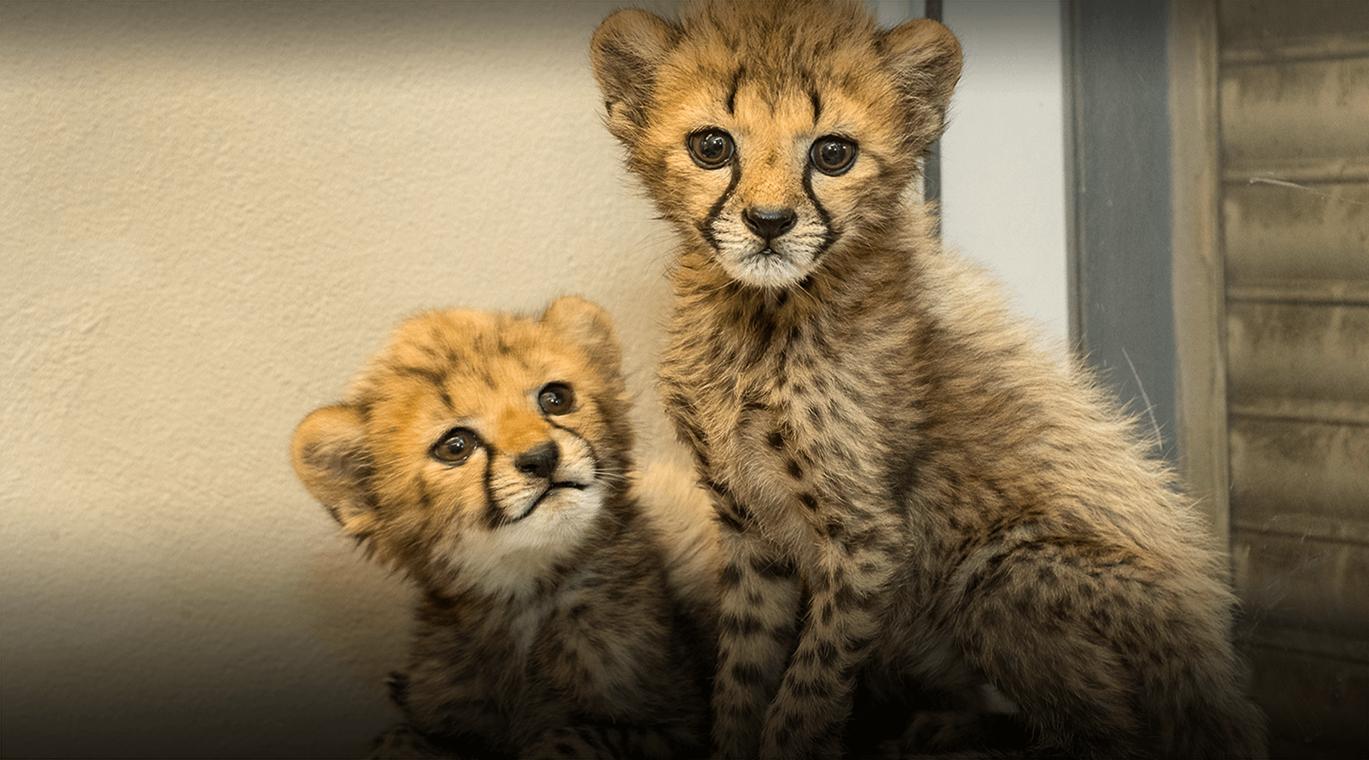 Two cheetah cubs. 
