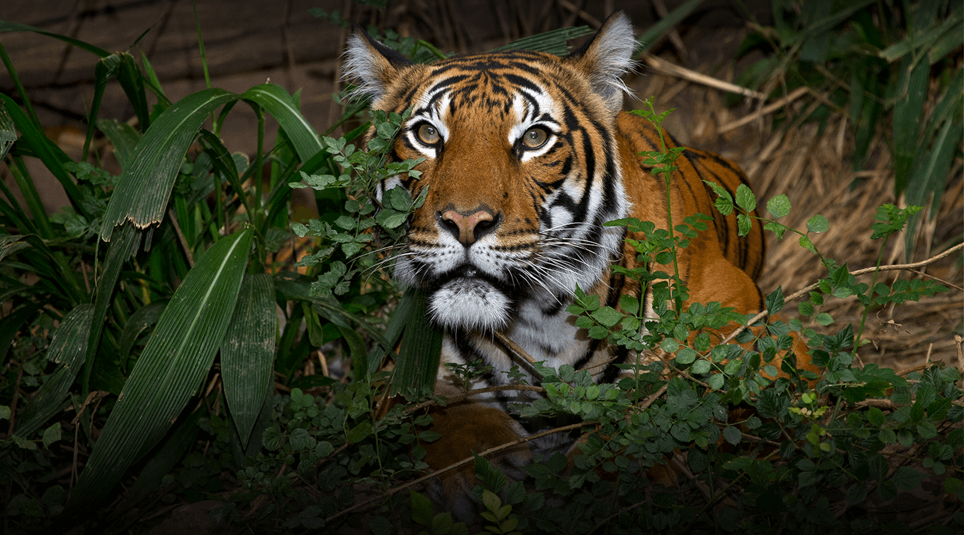 Tiger looking at the camaera.