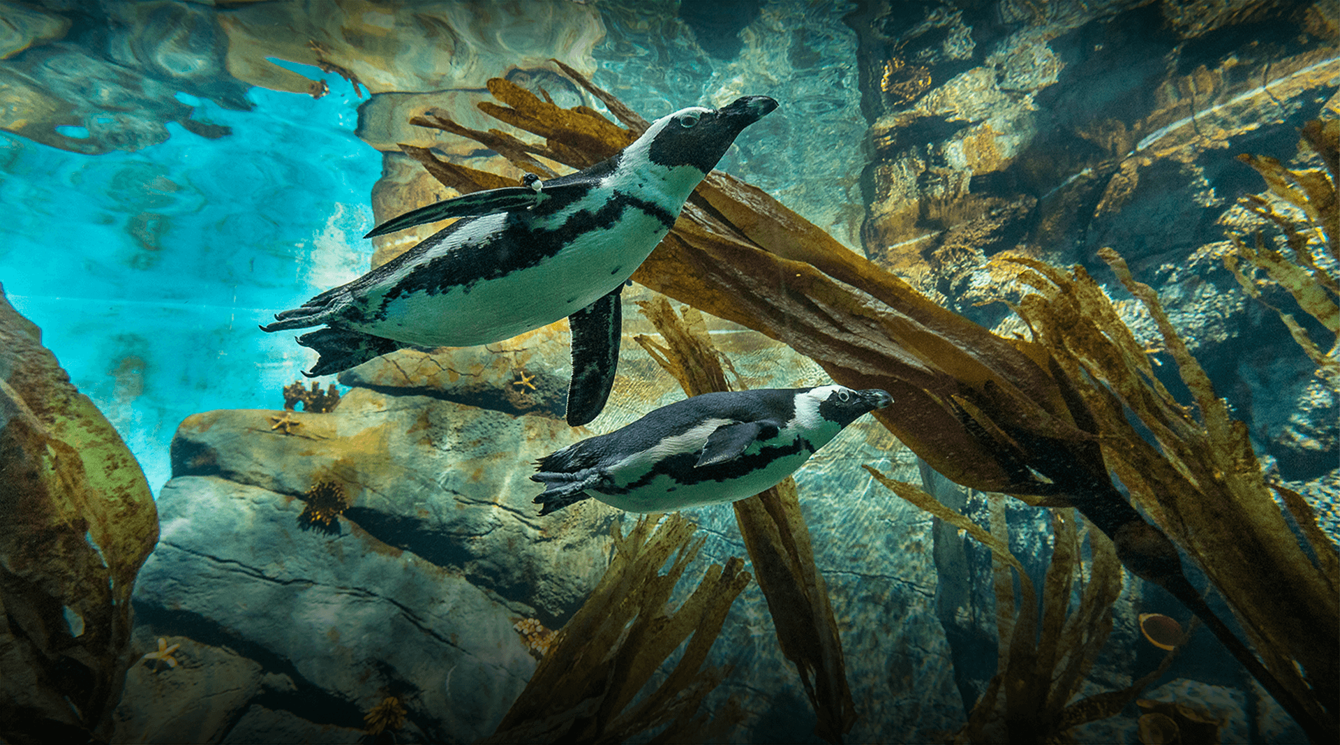 Two penguins swim underwater.