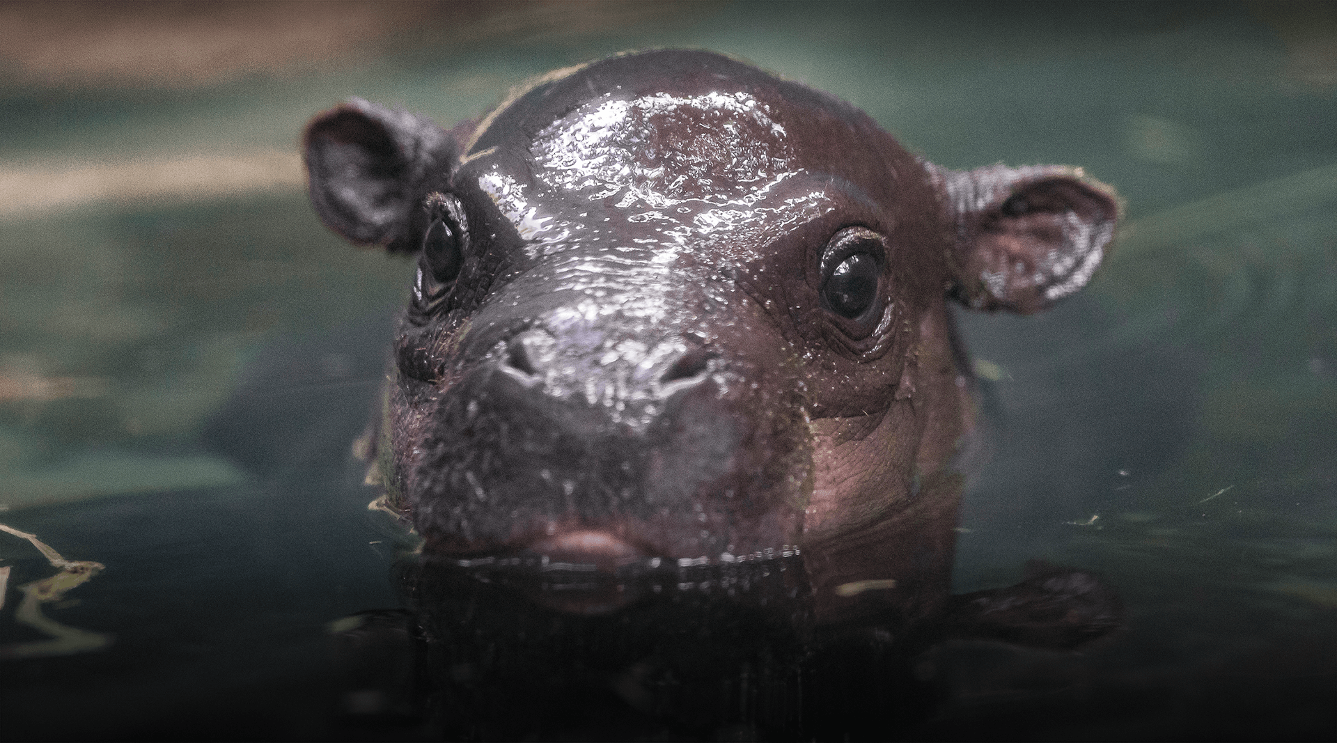 Pygmy hippo sticks its head out of water.