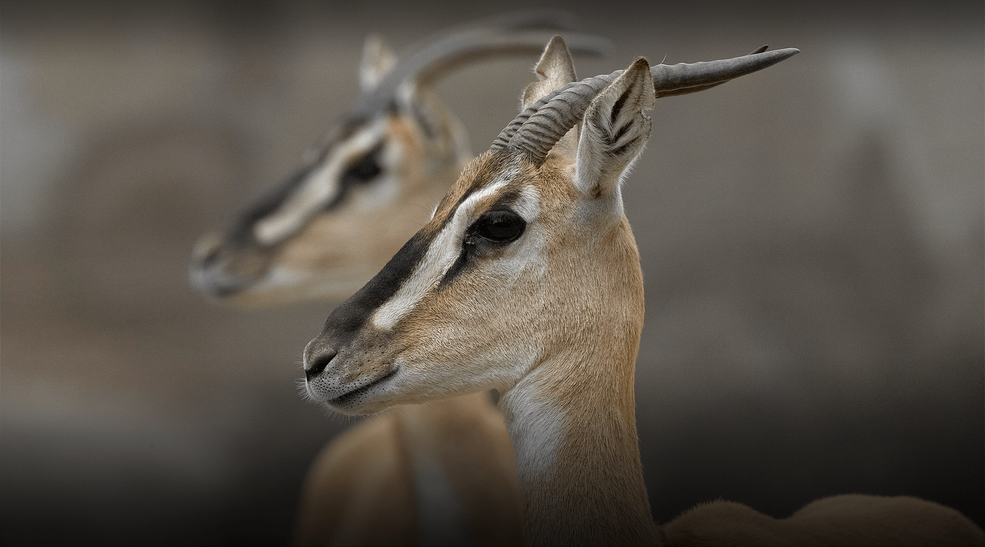 Two gazelle. 
