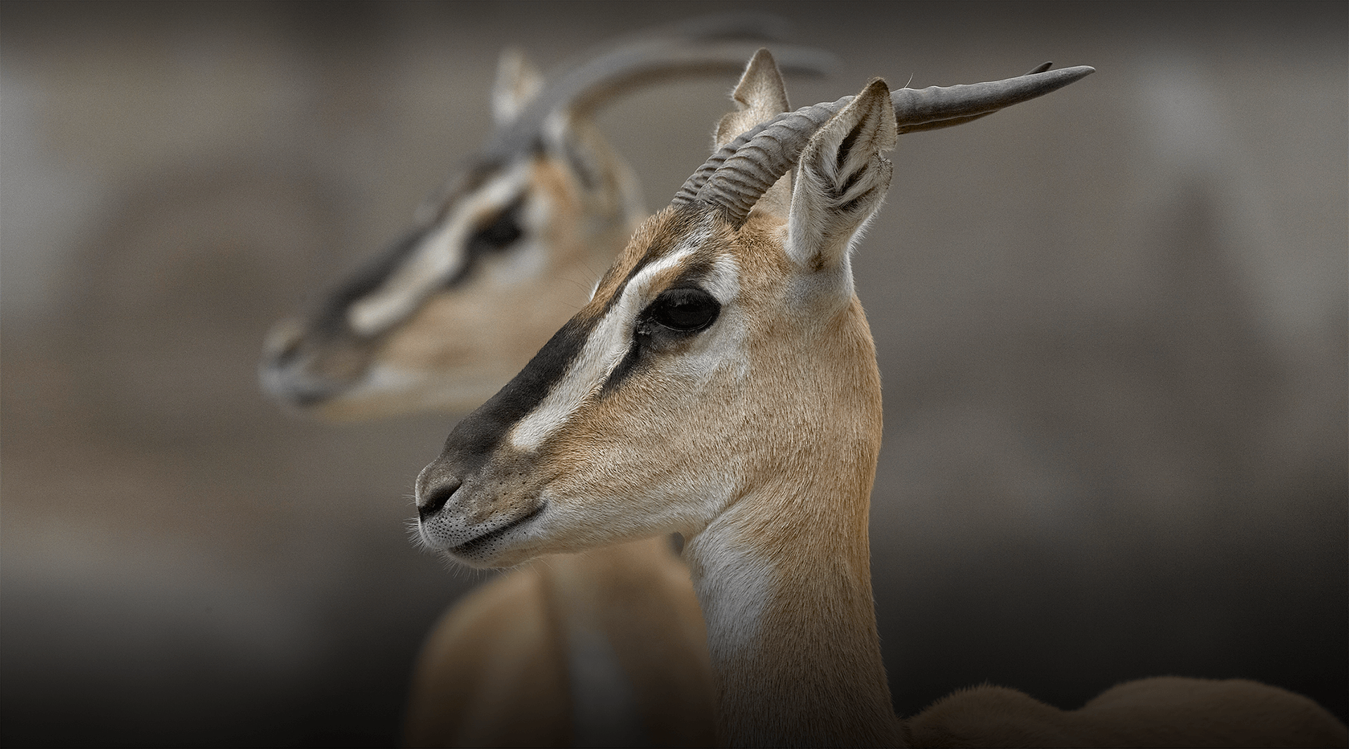 Noses know!  San Diego Zoo Wildlife Explorers