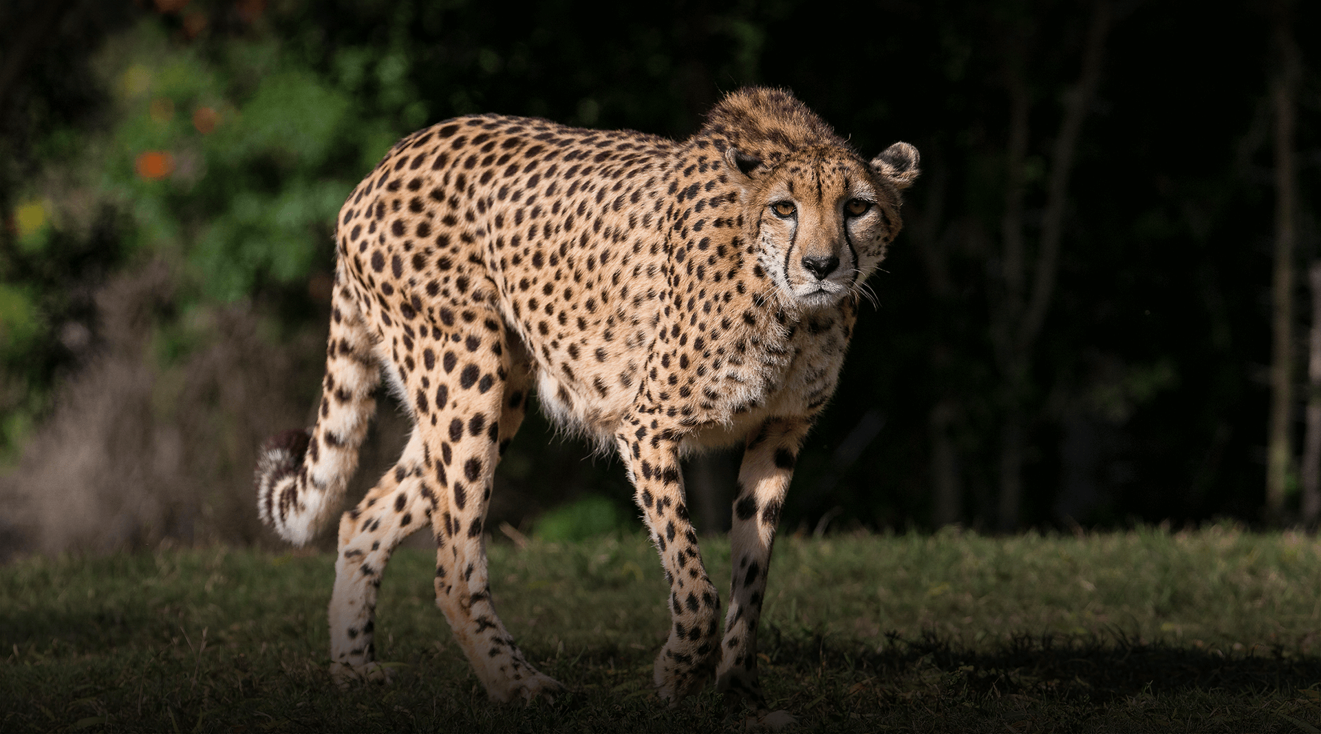 Cheetah walking twoards camera.