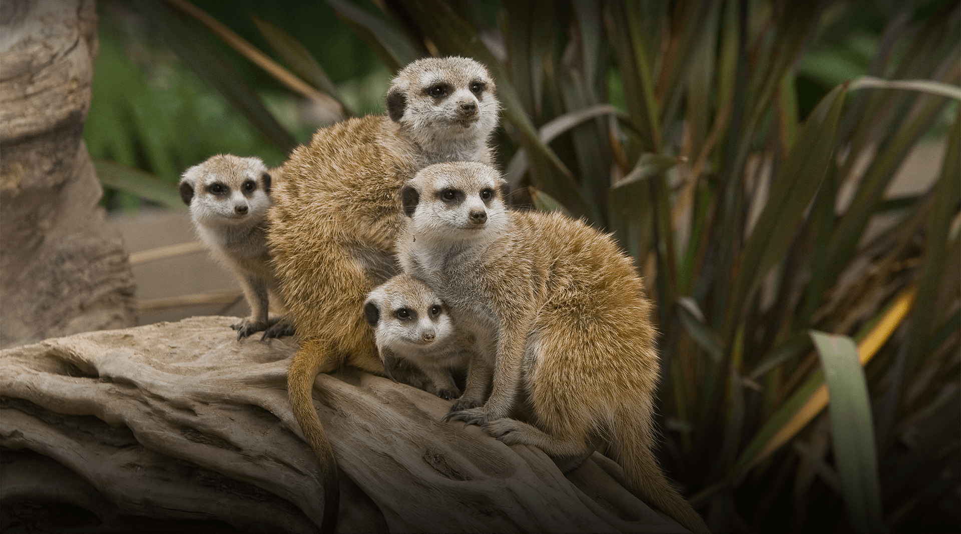 A group of meerkats look right.