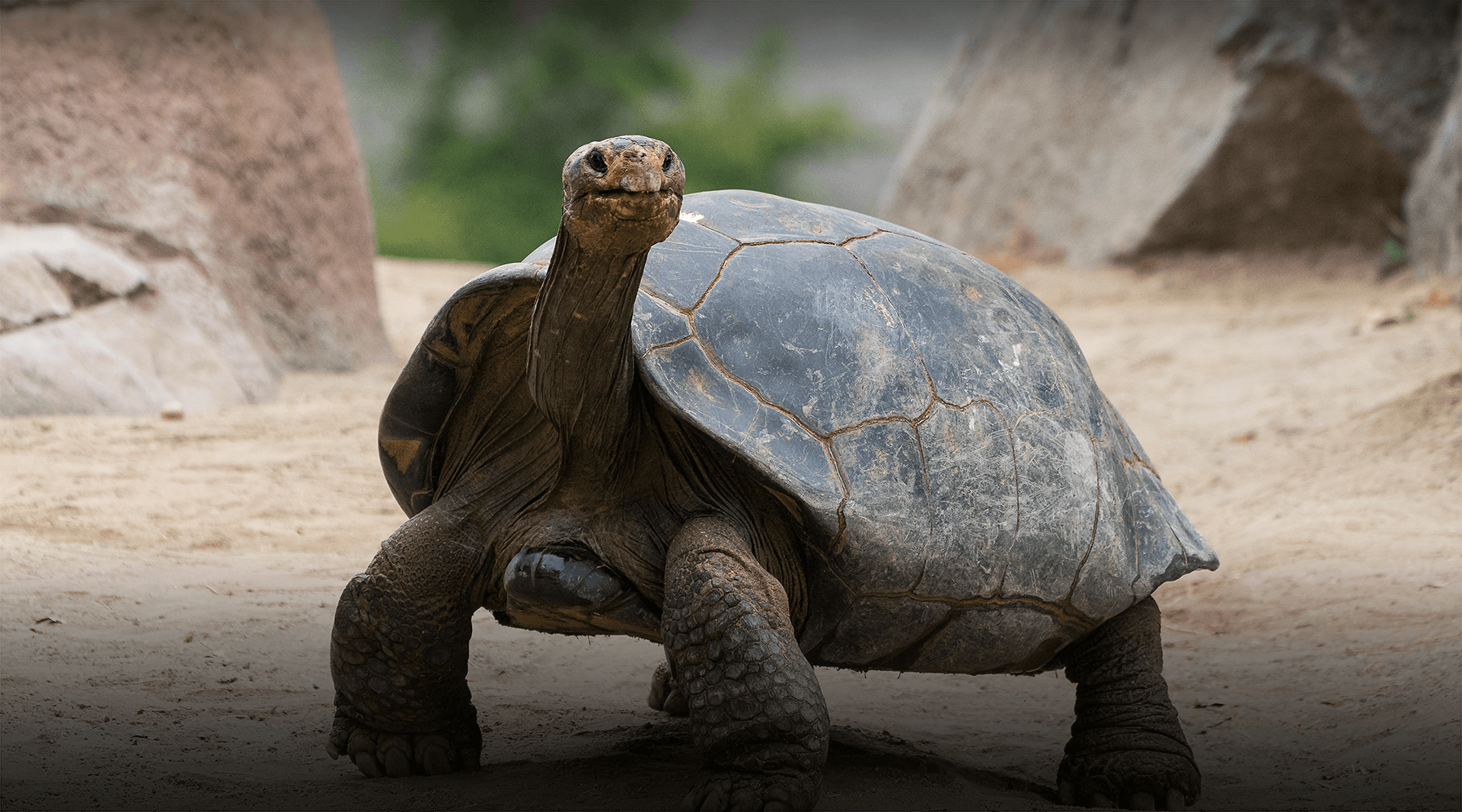 Galapagos tortoise.