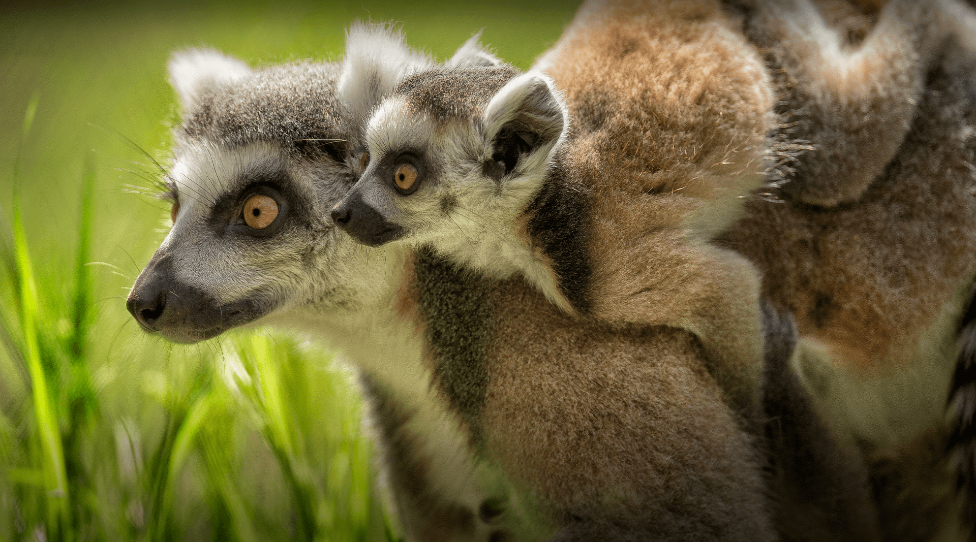 Lemur baby looks over mom lemur's shoulder.