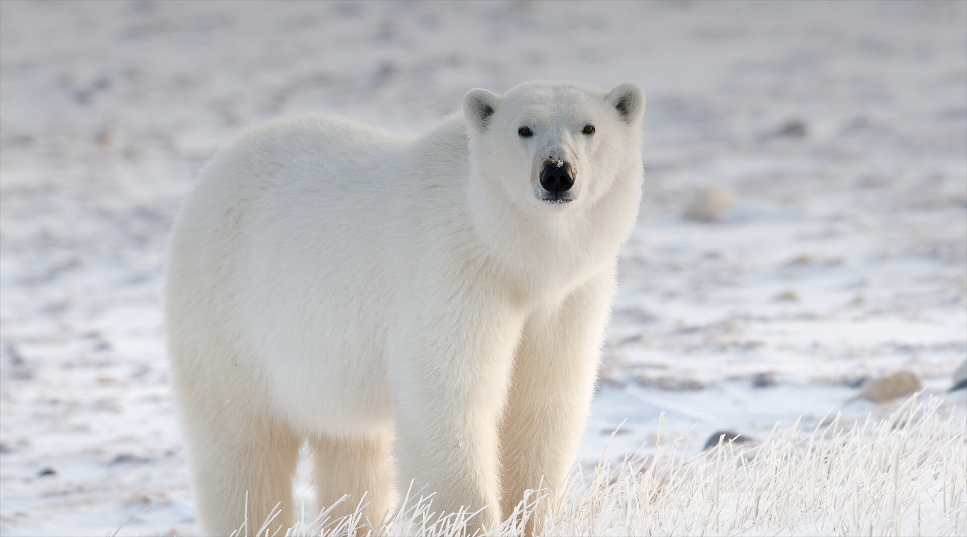 Polar Bear | San Diego Zoo Wildlife Alliance