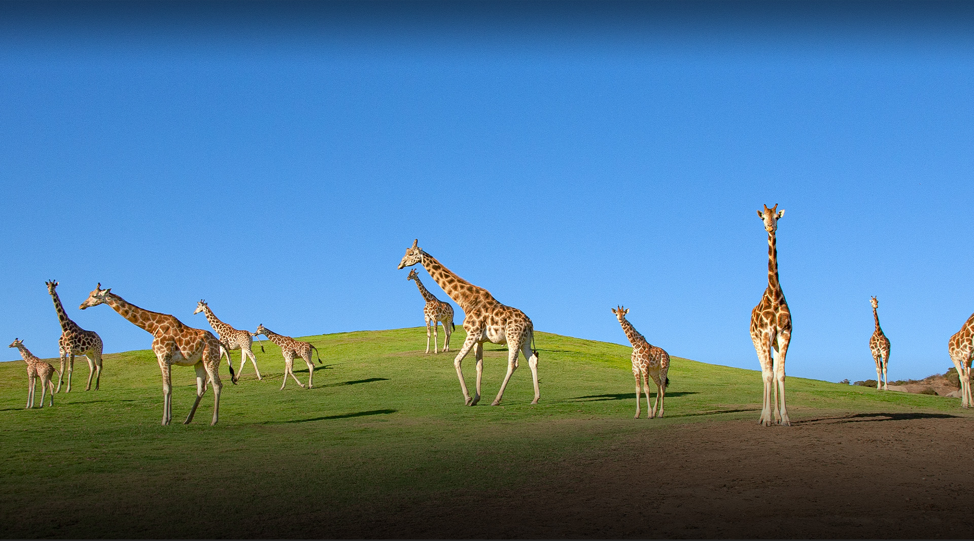 giraffes in a field