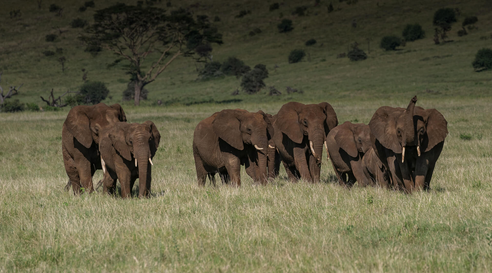 A group of elephants in the distance standing in a grass field. 