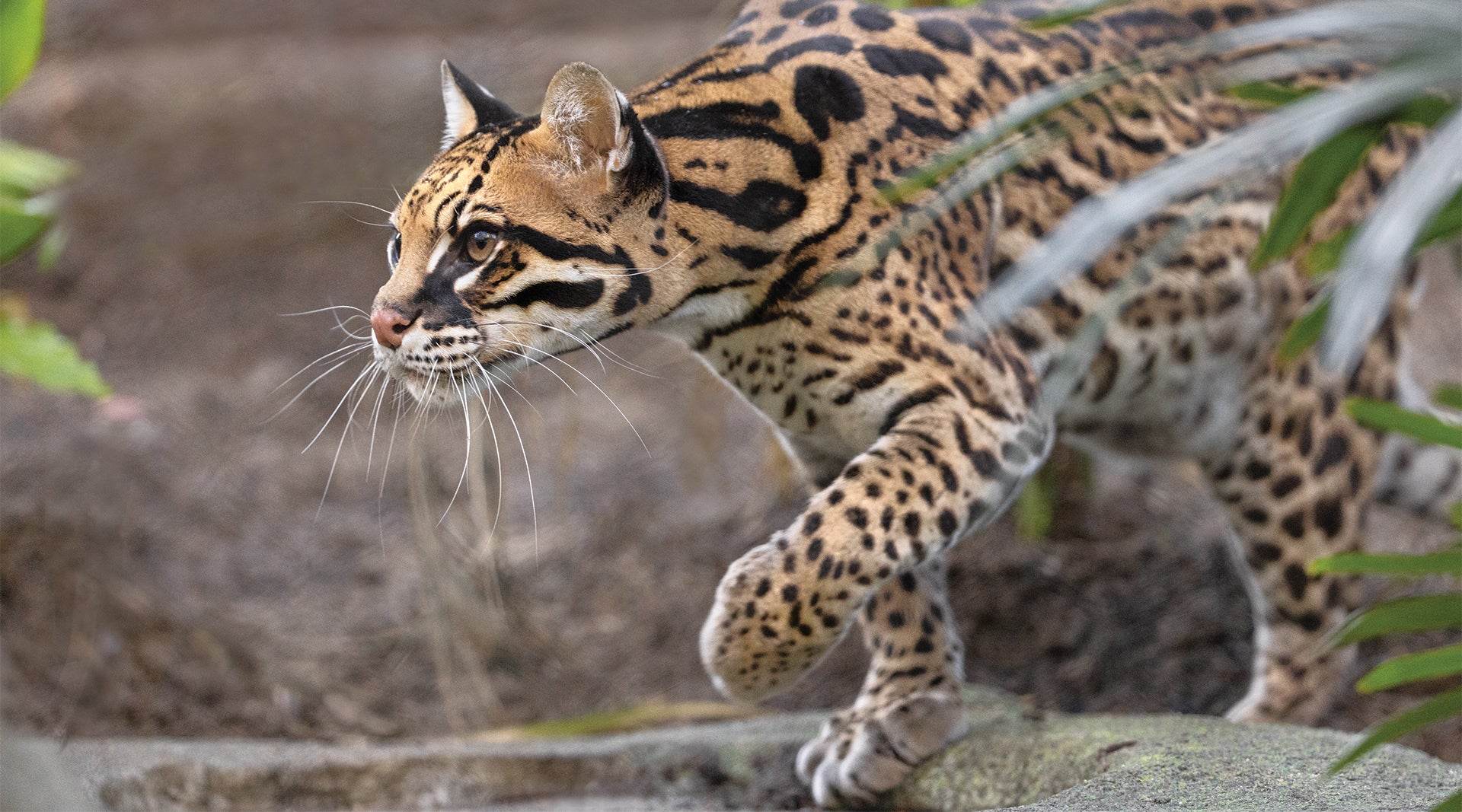 Ocelot Ocelot