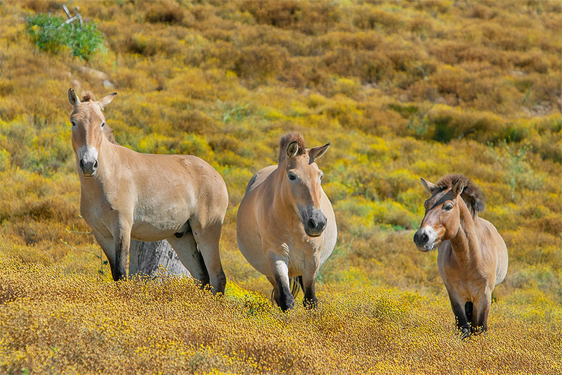 2023 Endangered Species Day Przewalski's Horses