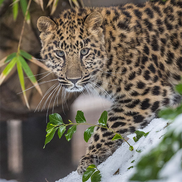 2023 Endangered Species Day Jaguar